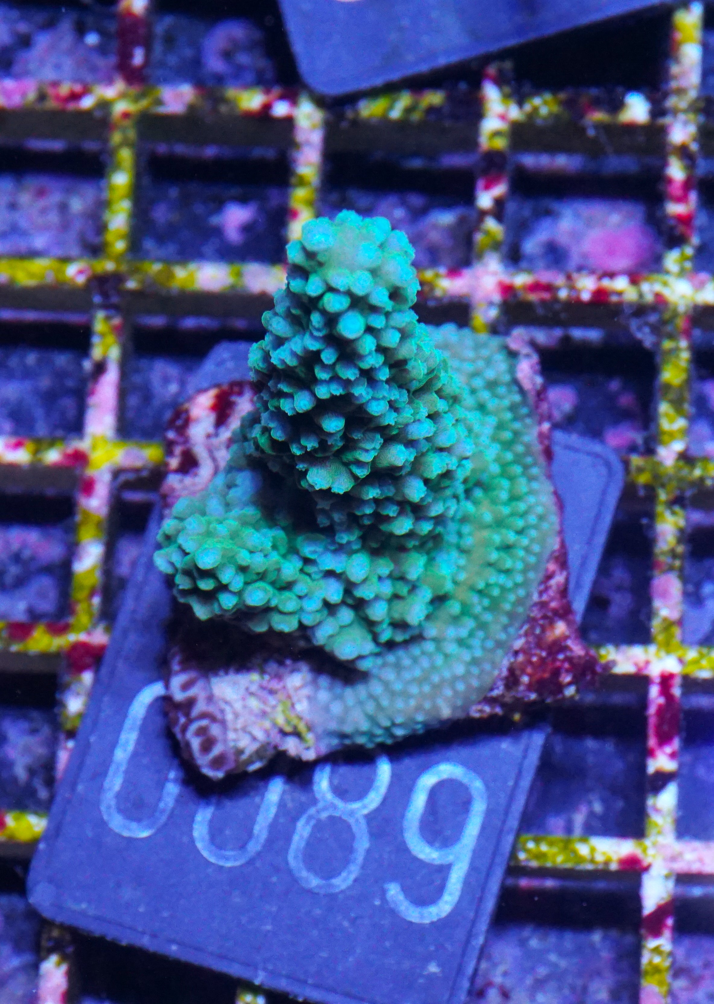 Acropora sp.