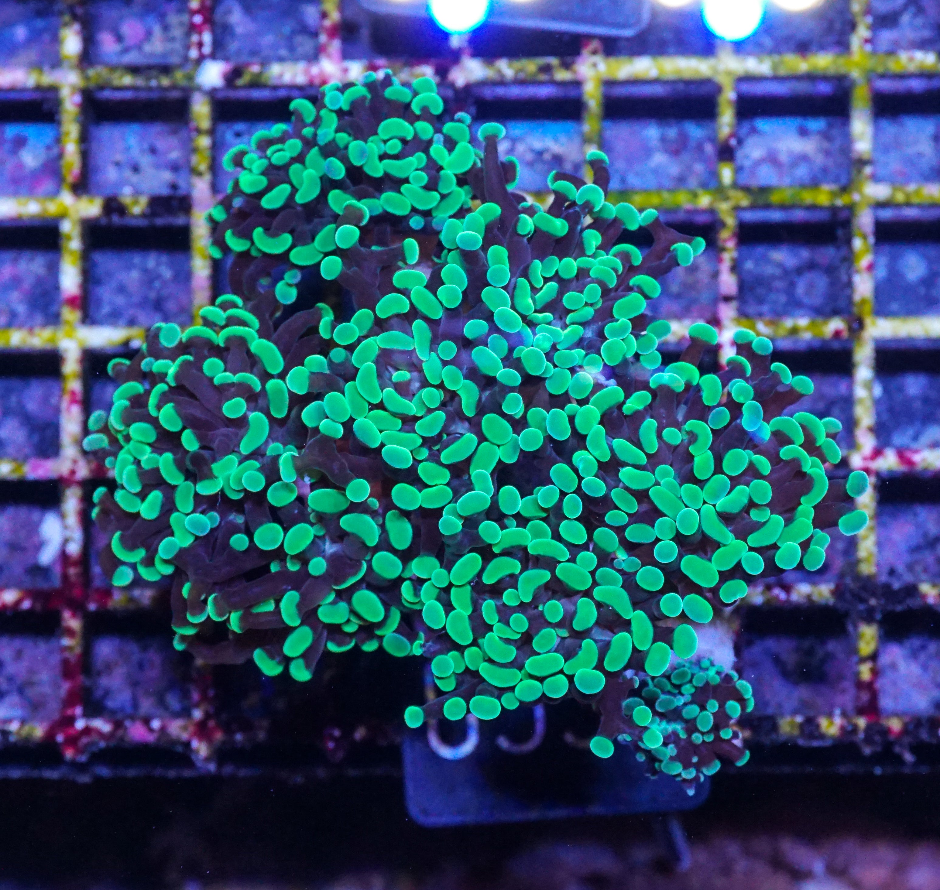 Euphyllia/Fimbriaphyllia paraancora