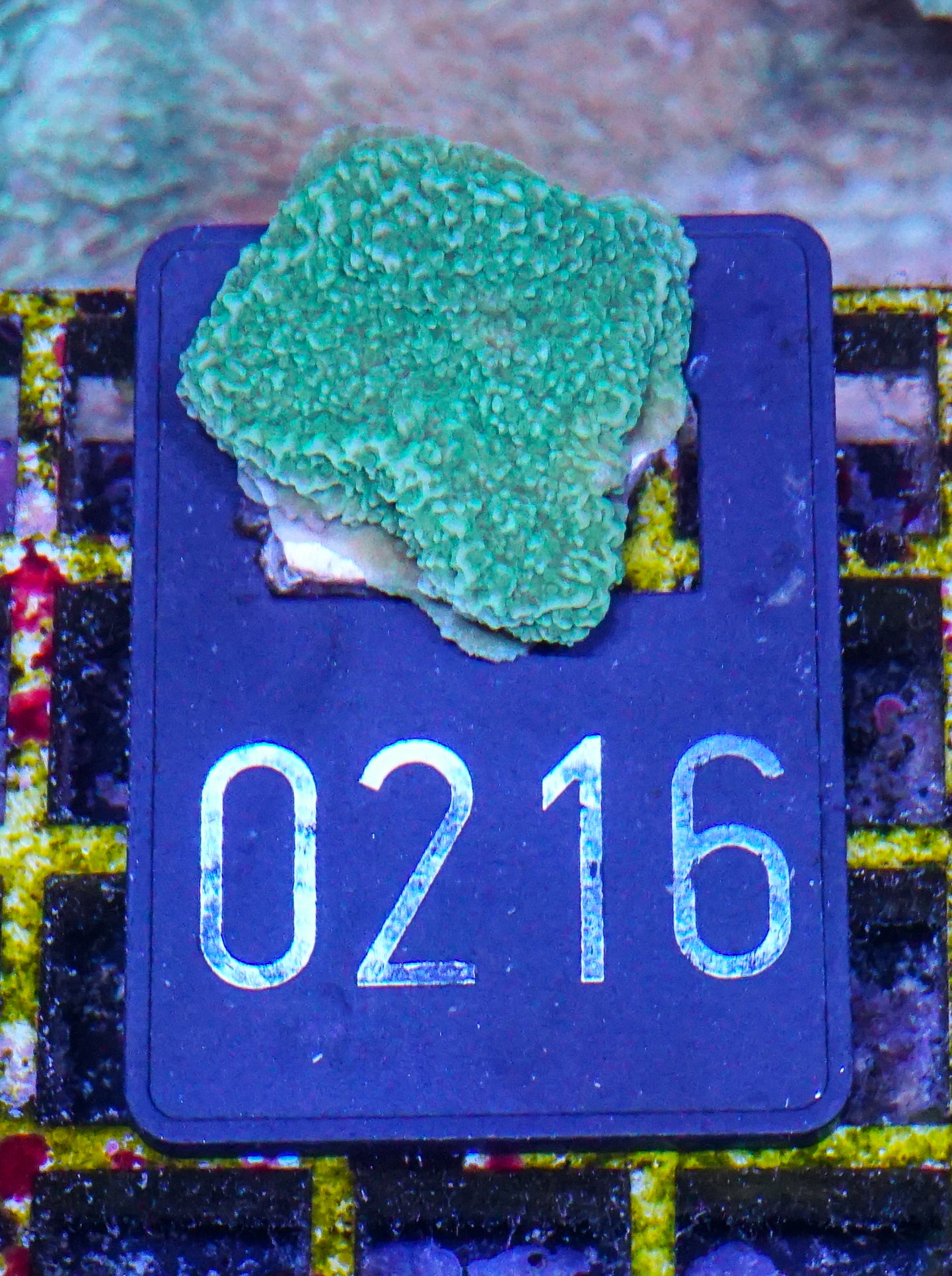 Montipora foliosa