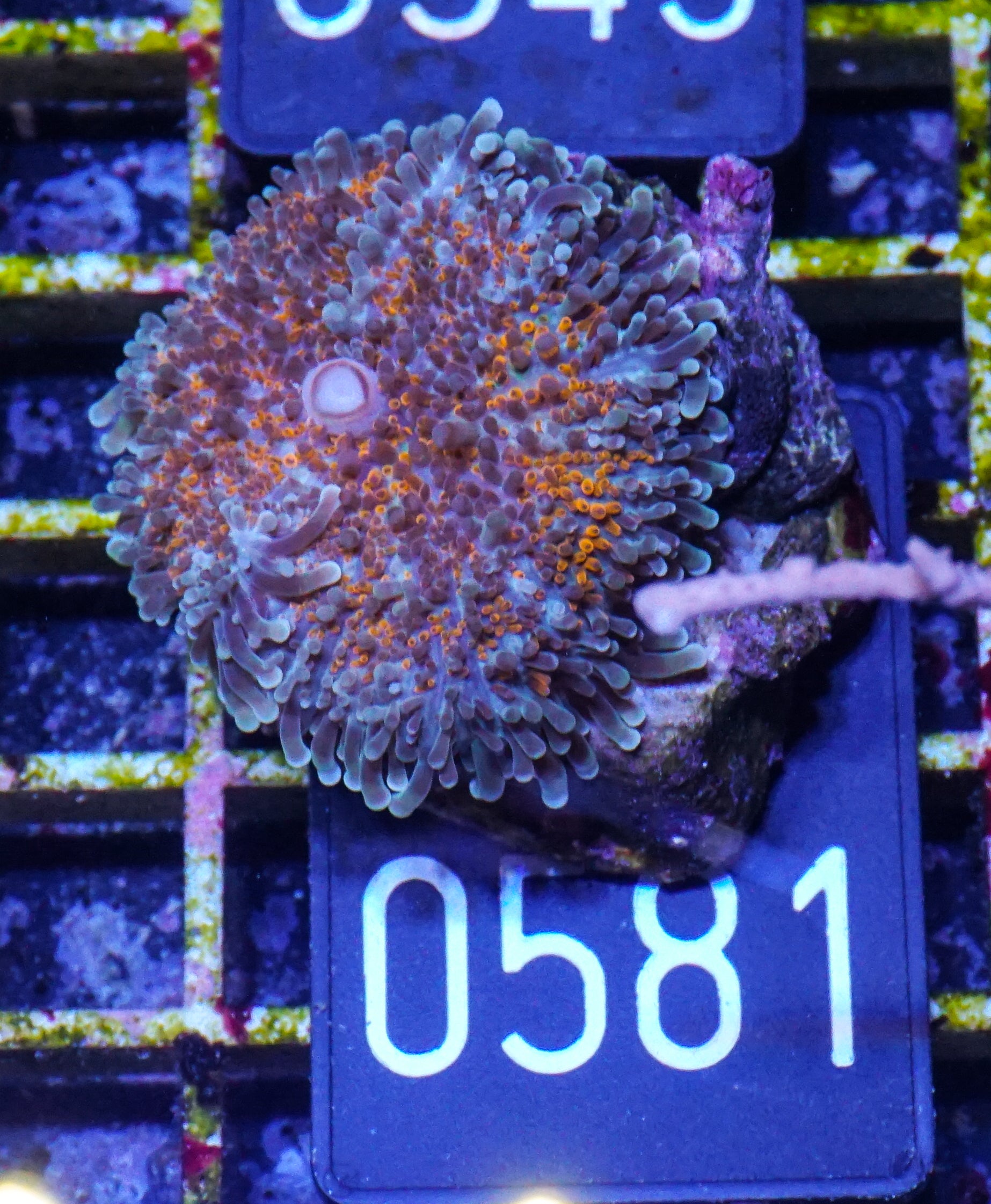 Rhodactis sp.