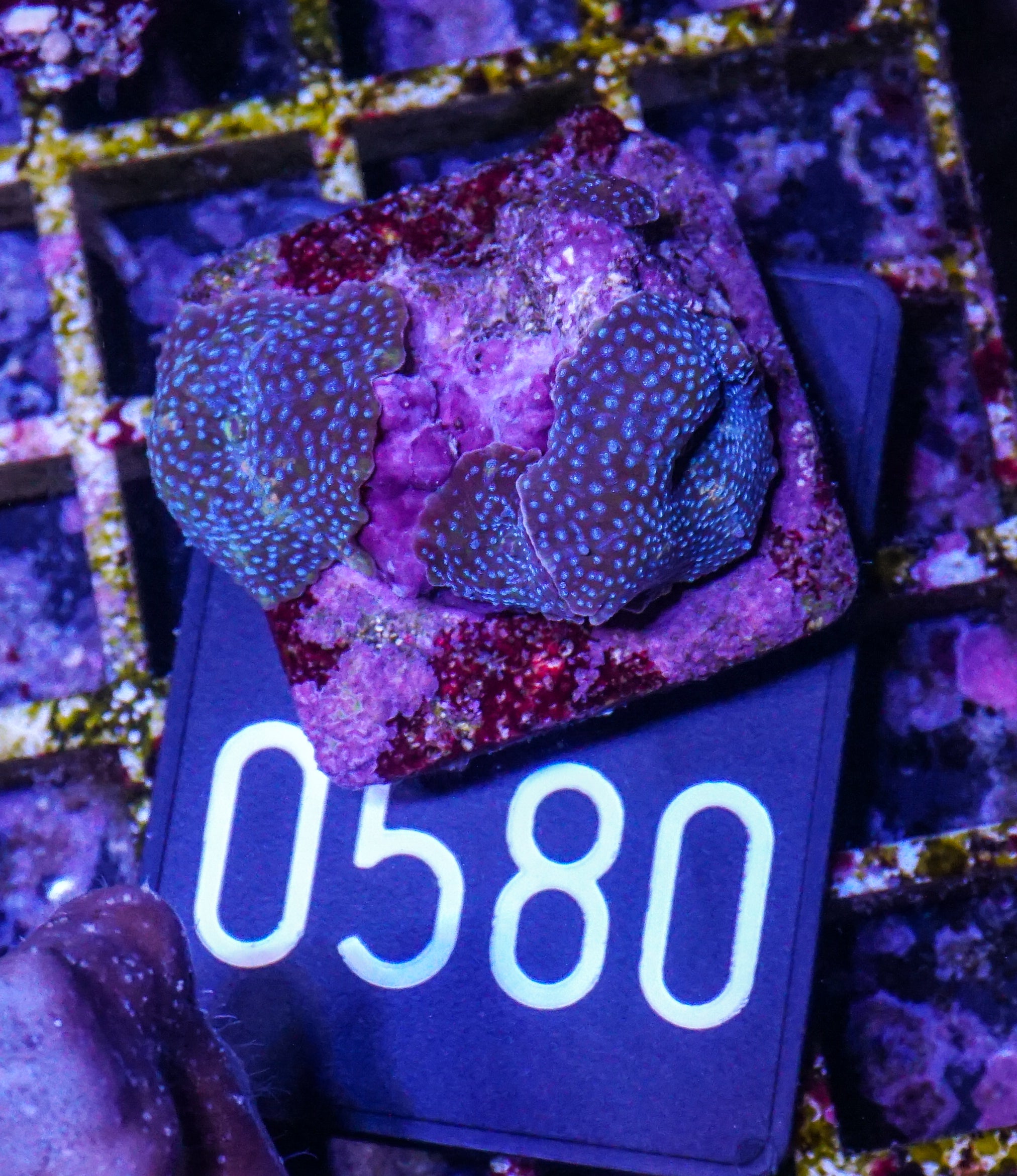 Discosoma sp.