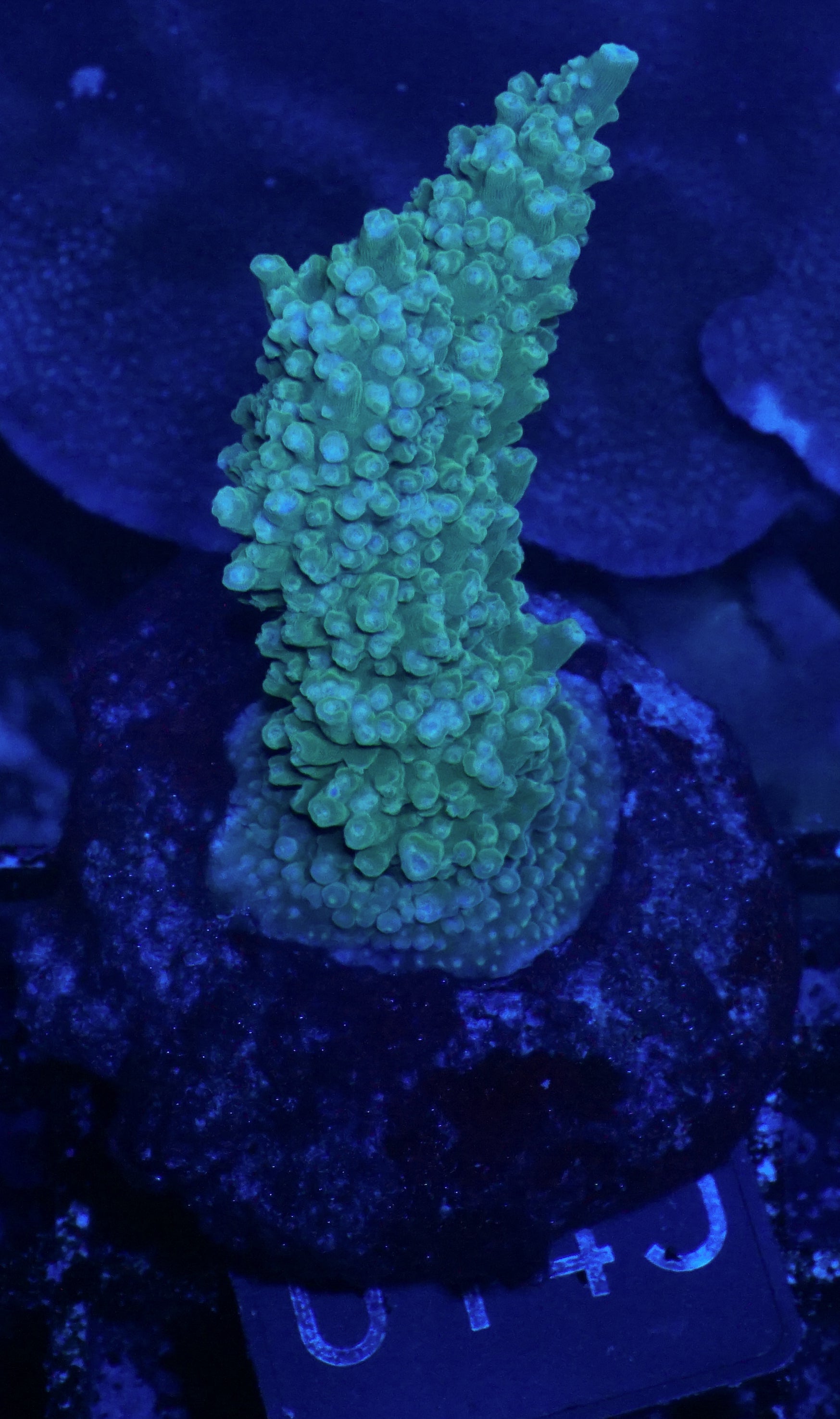 Acropora sp.
