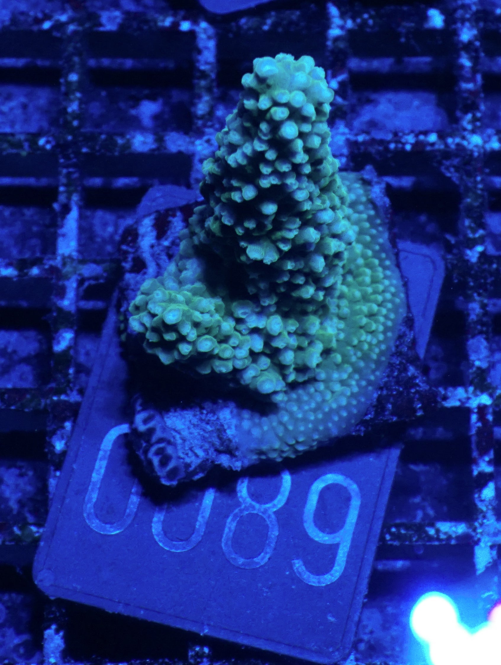 Acropora sp.