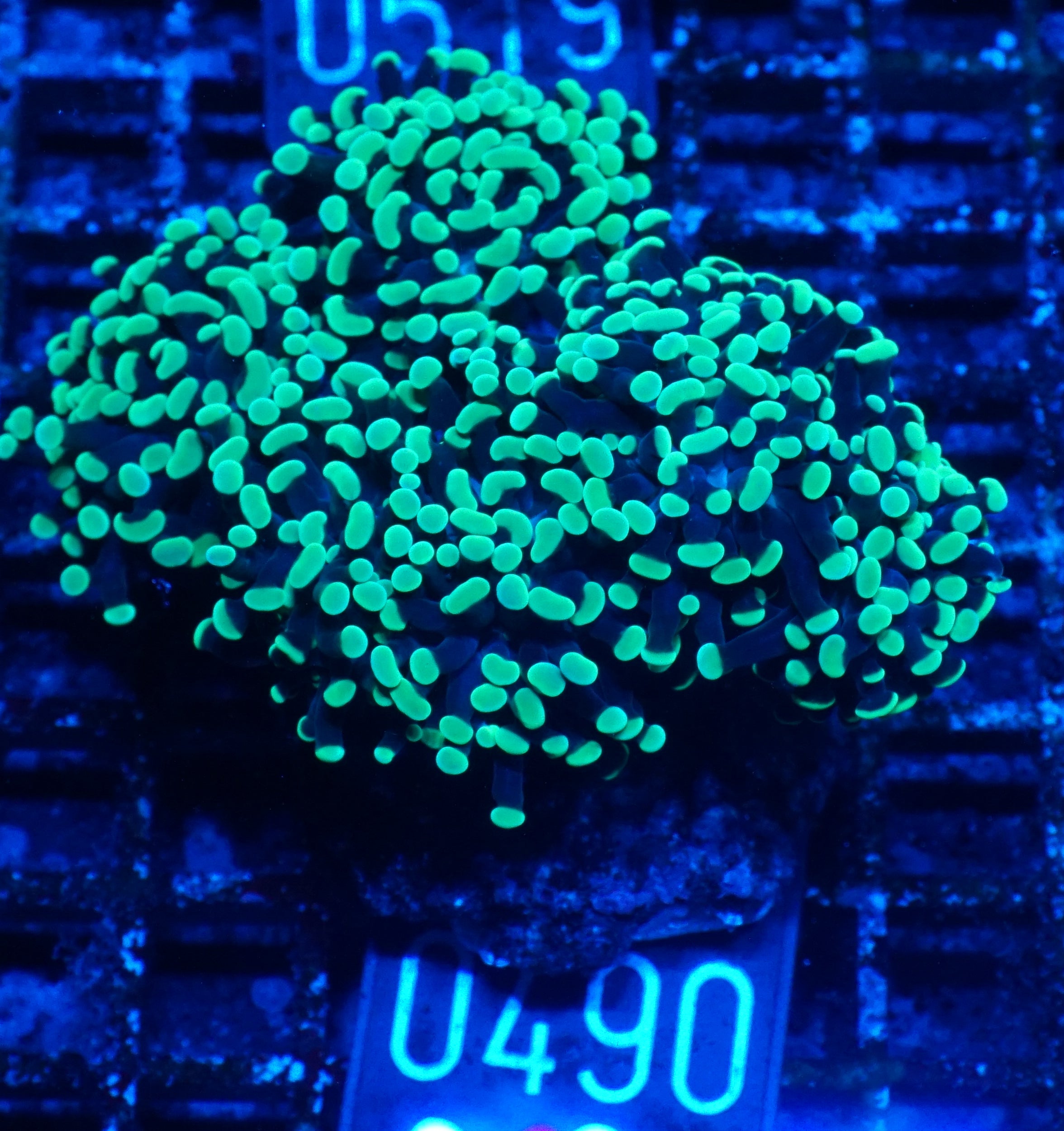 Euphyllia/Fimbriaphyllia paraancora