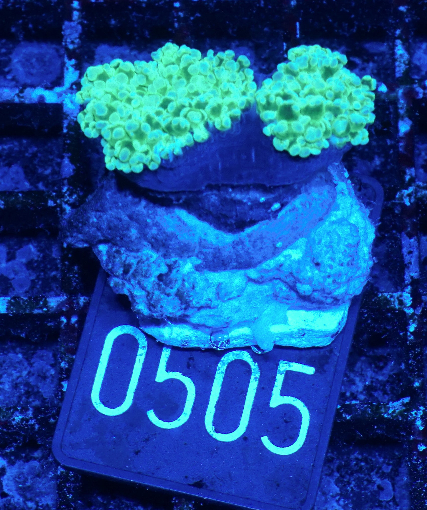 Euphyllia/Fimbriaphyllia paradivisa