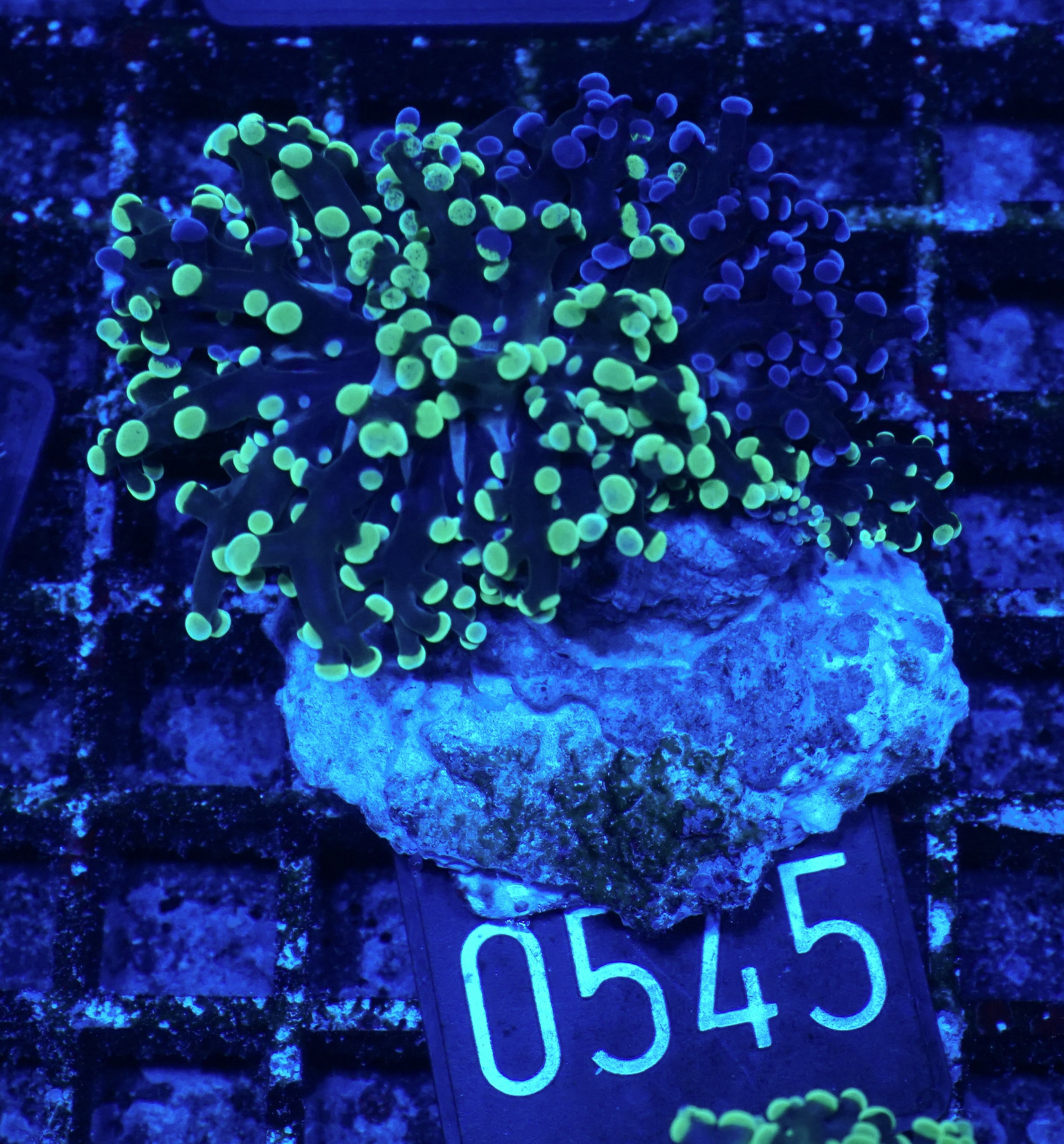 Euphyllia/Fimbriaphyllia paradivisa