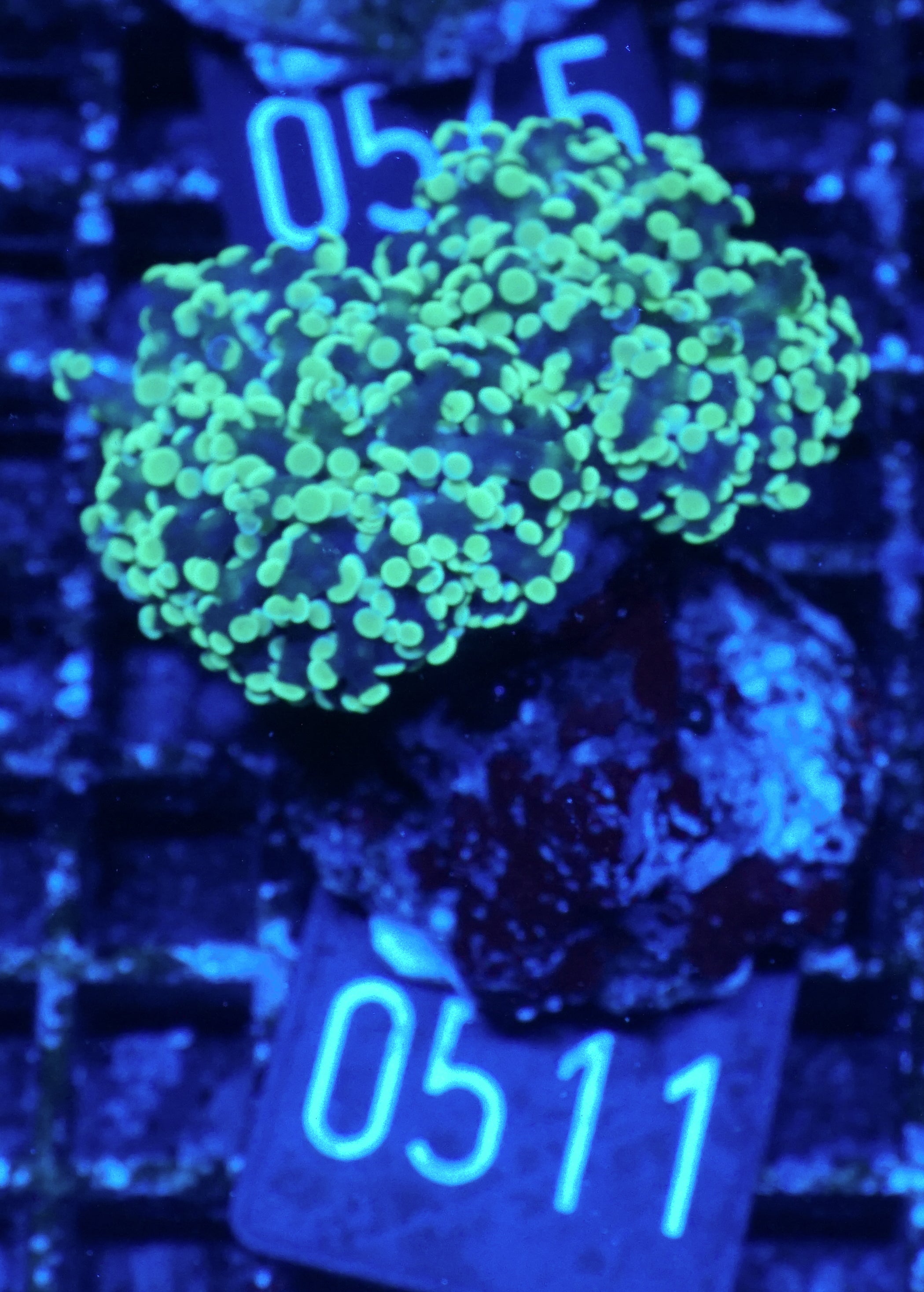 Euphyllia/Fimbriaphyllia paradivisa