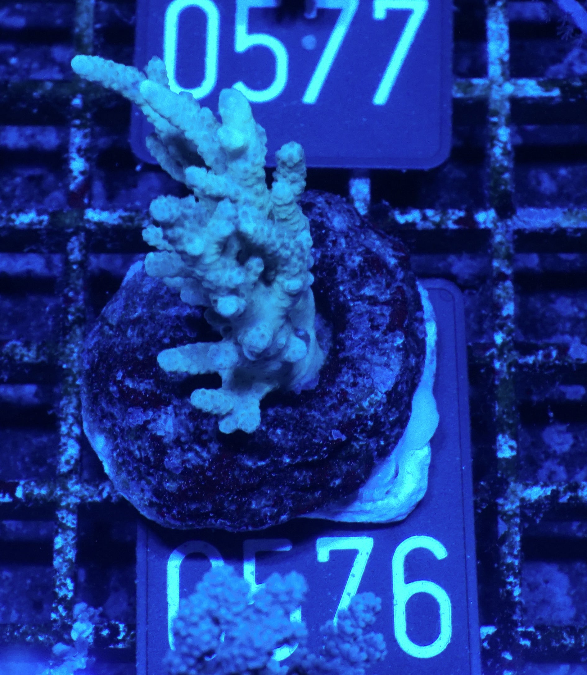 Sinularia/ Sclerophytum „fiji palau“