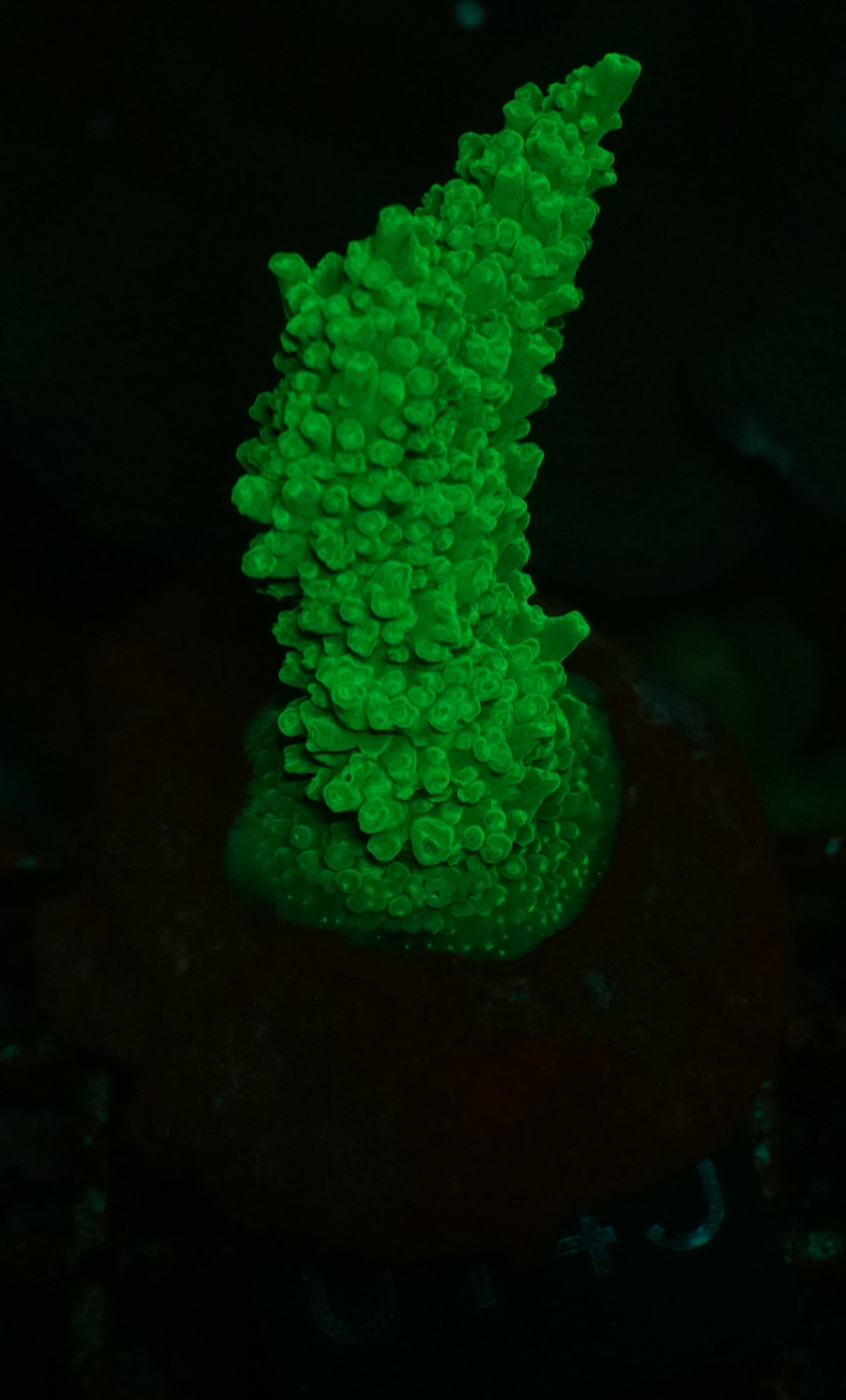 Acropora sp.