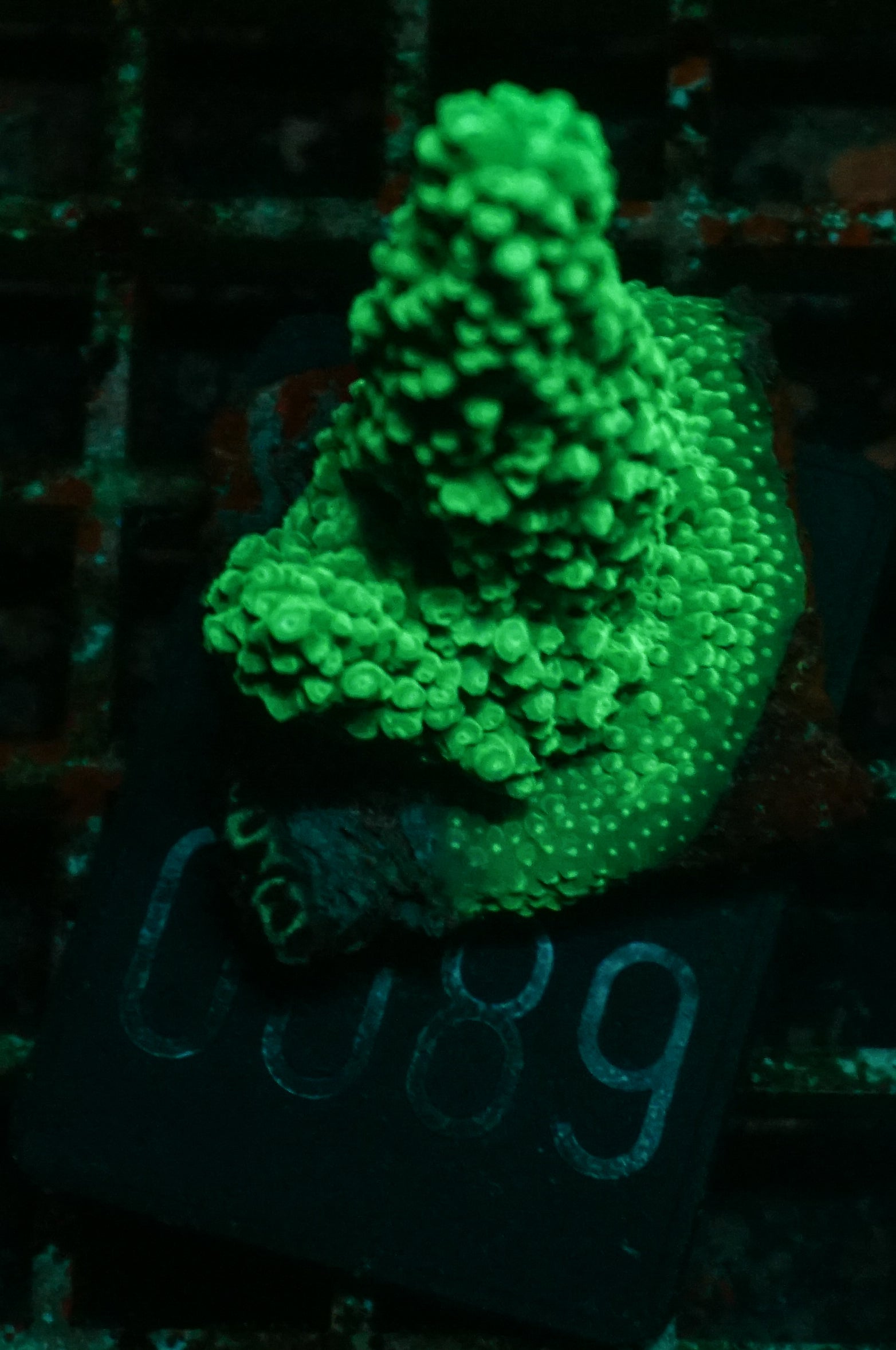 Acropora sp.
