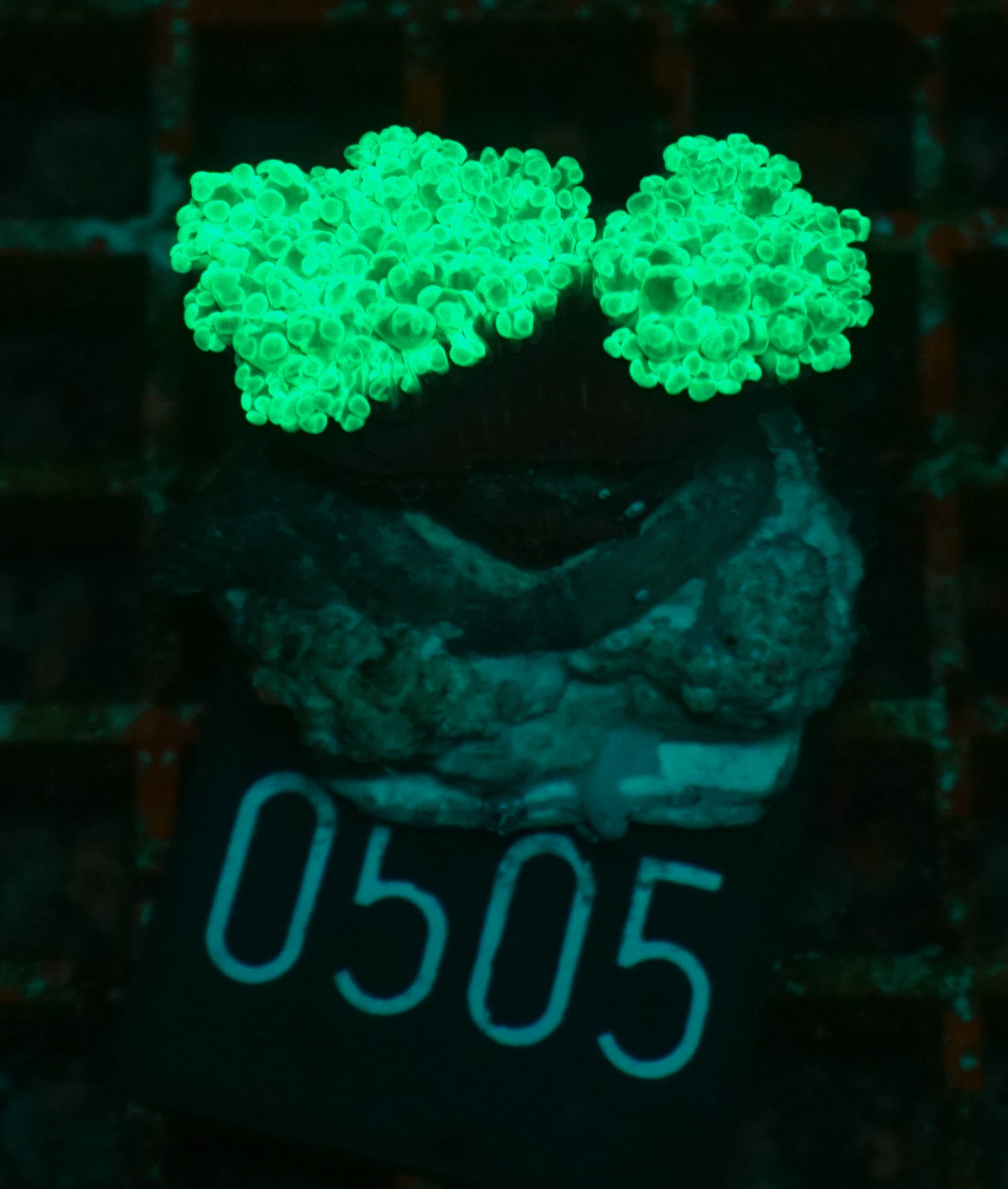 Euphyllia/Fimbriaphyllia paradivisa