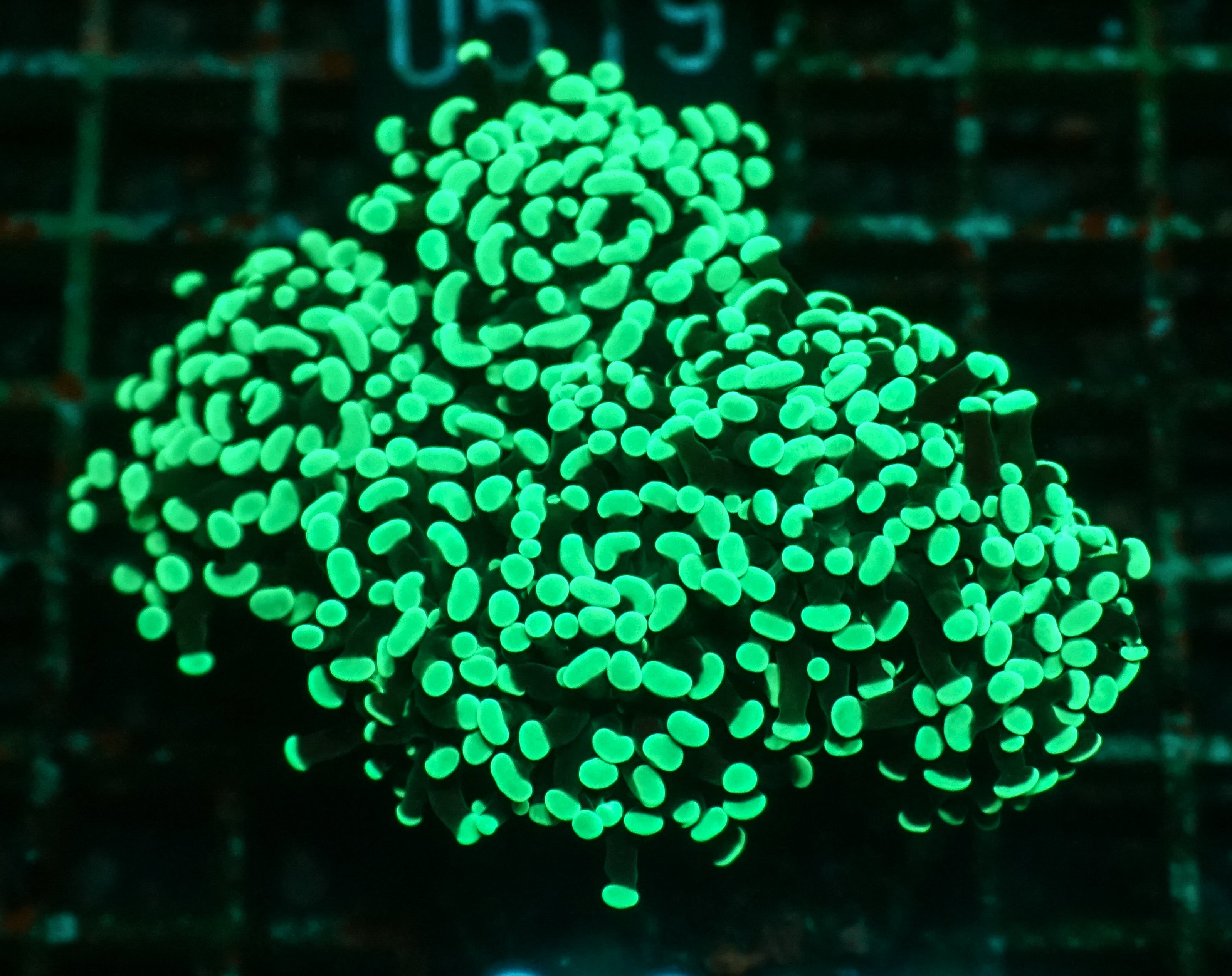 Euphyllia/Fimbriaphyllia paraancora