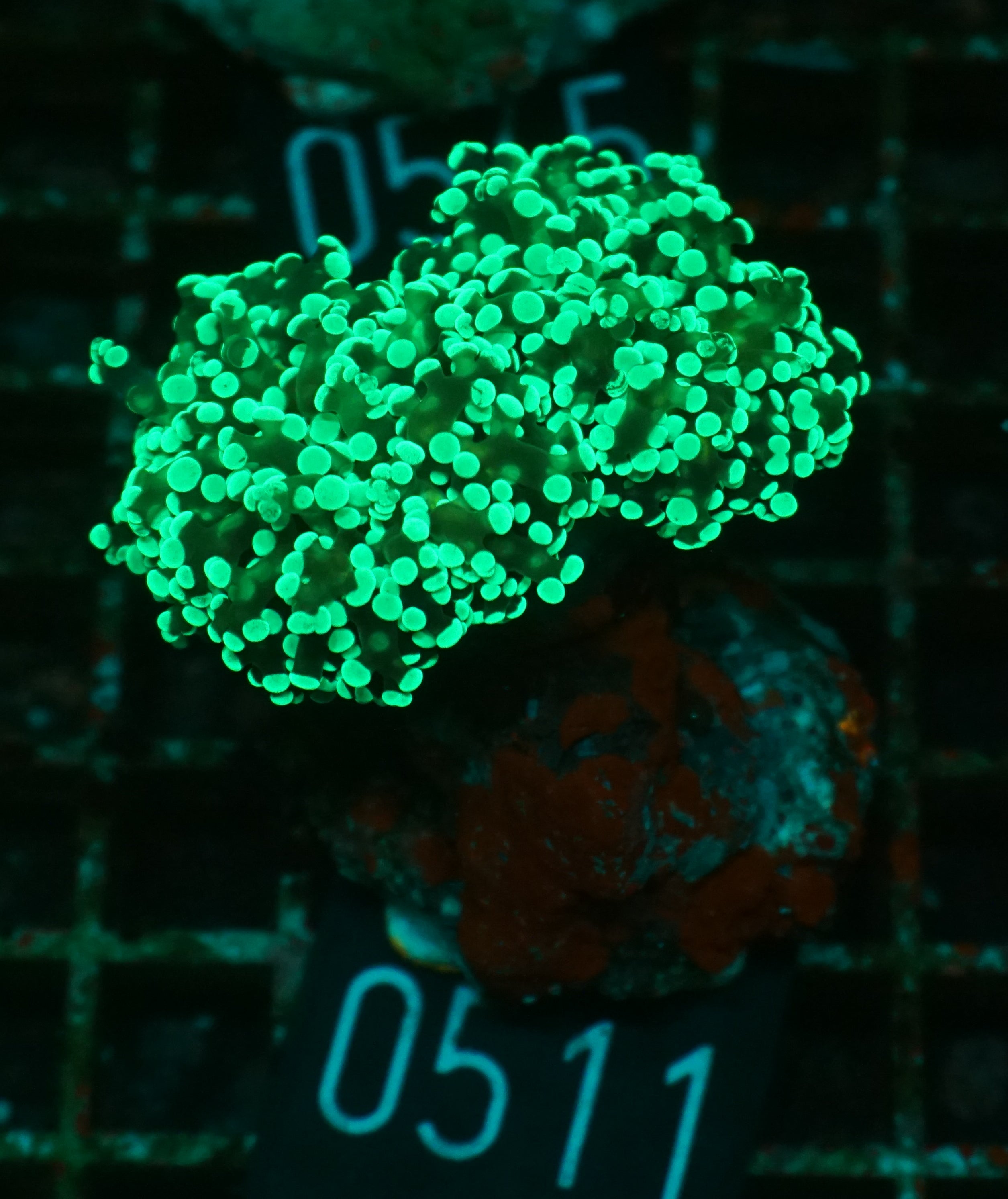 Euphyllia/Fimbriaphyllia paradivisa