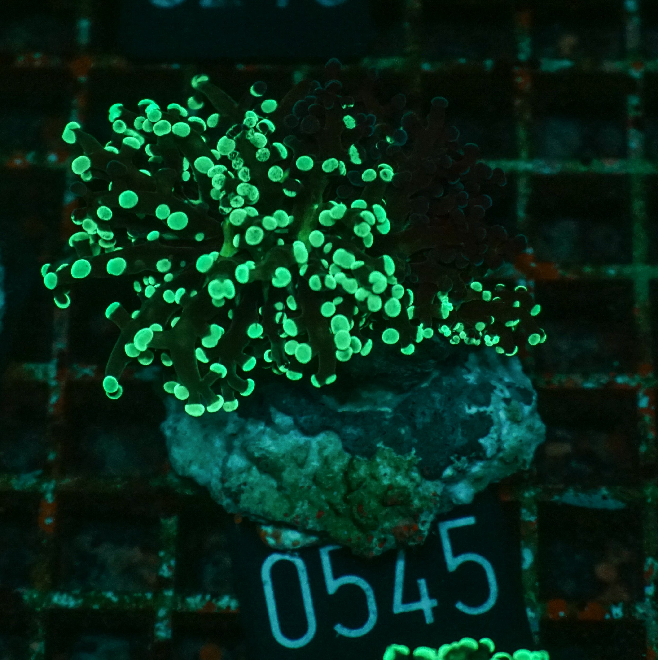 Euphyllia/Fimbriaphyllia paradivisa