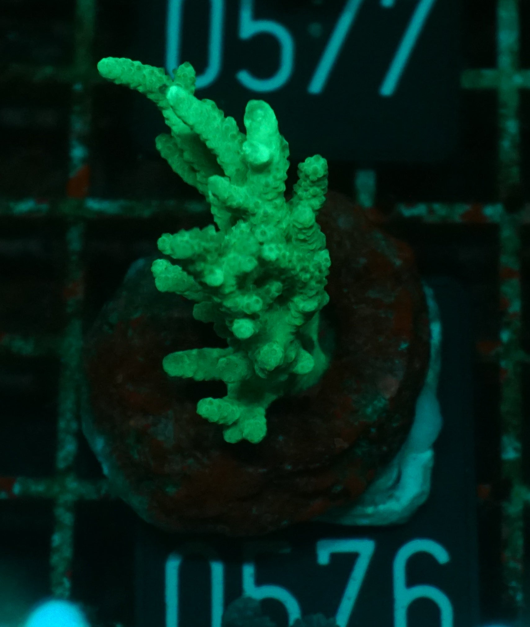 Sinularia/ Sclerophytum „fiji palau“