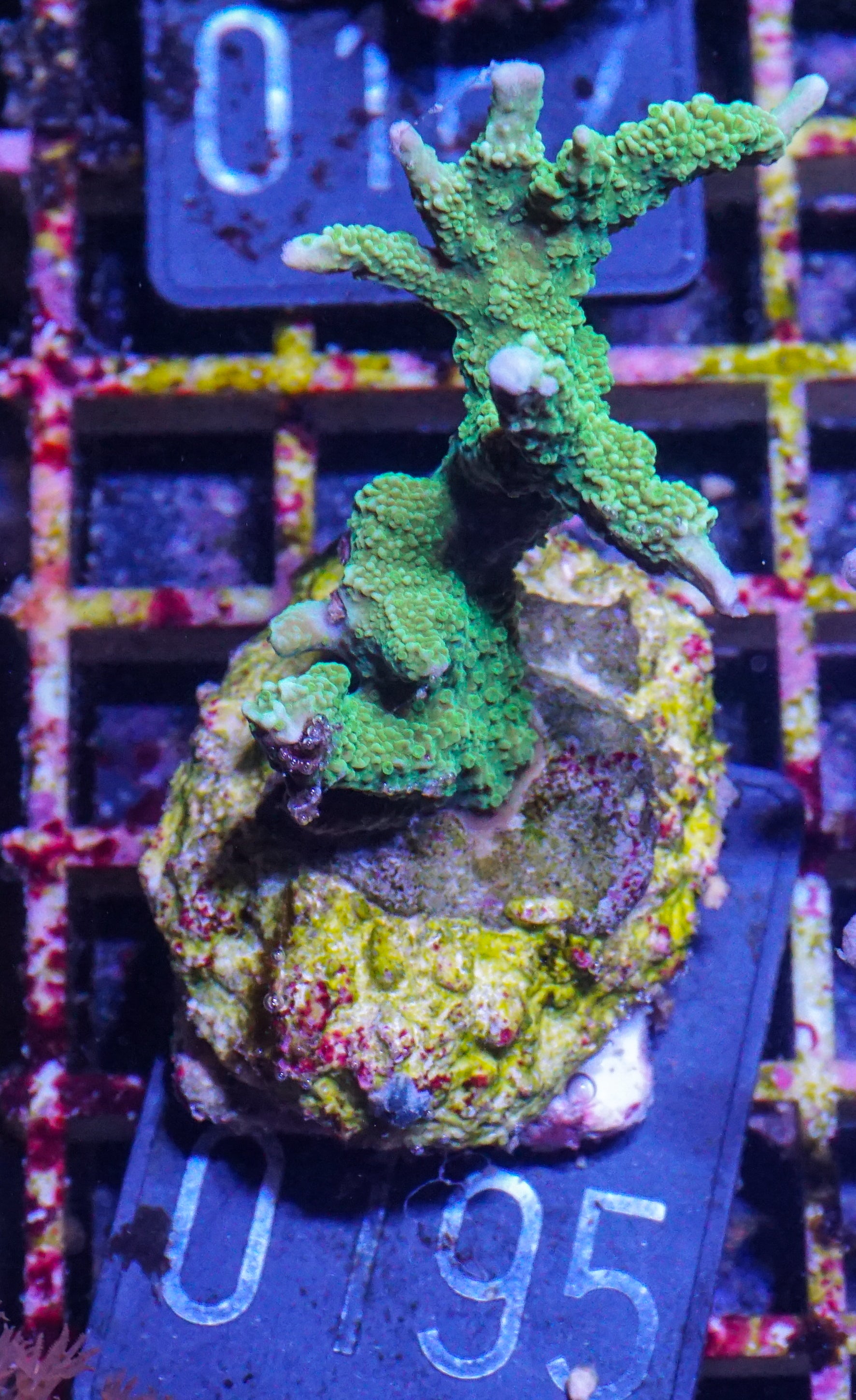 Montipora stellata "grün"