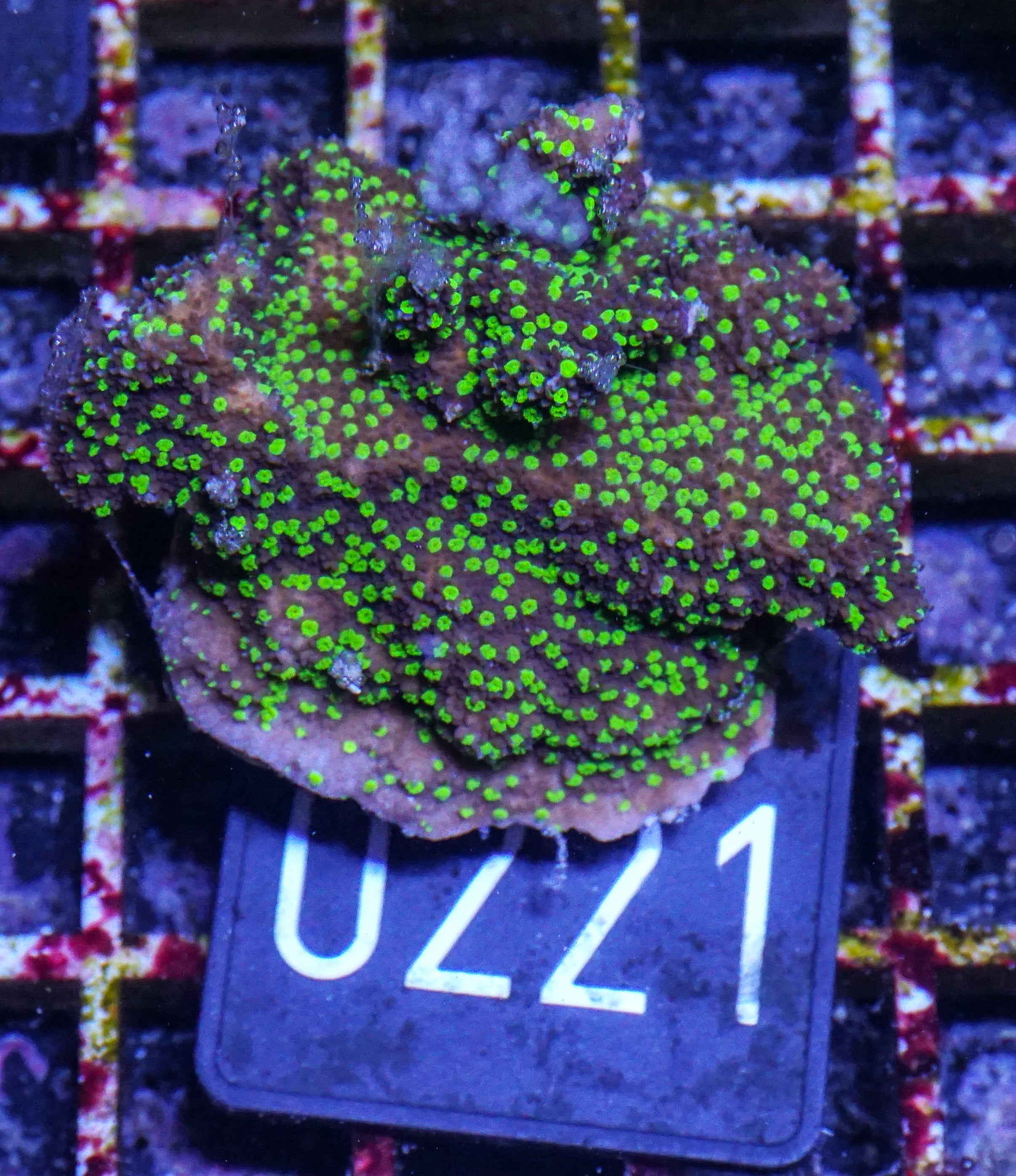 Montipora hoffmeisteri