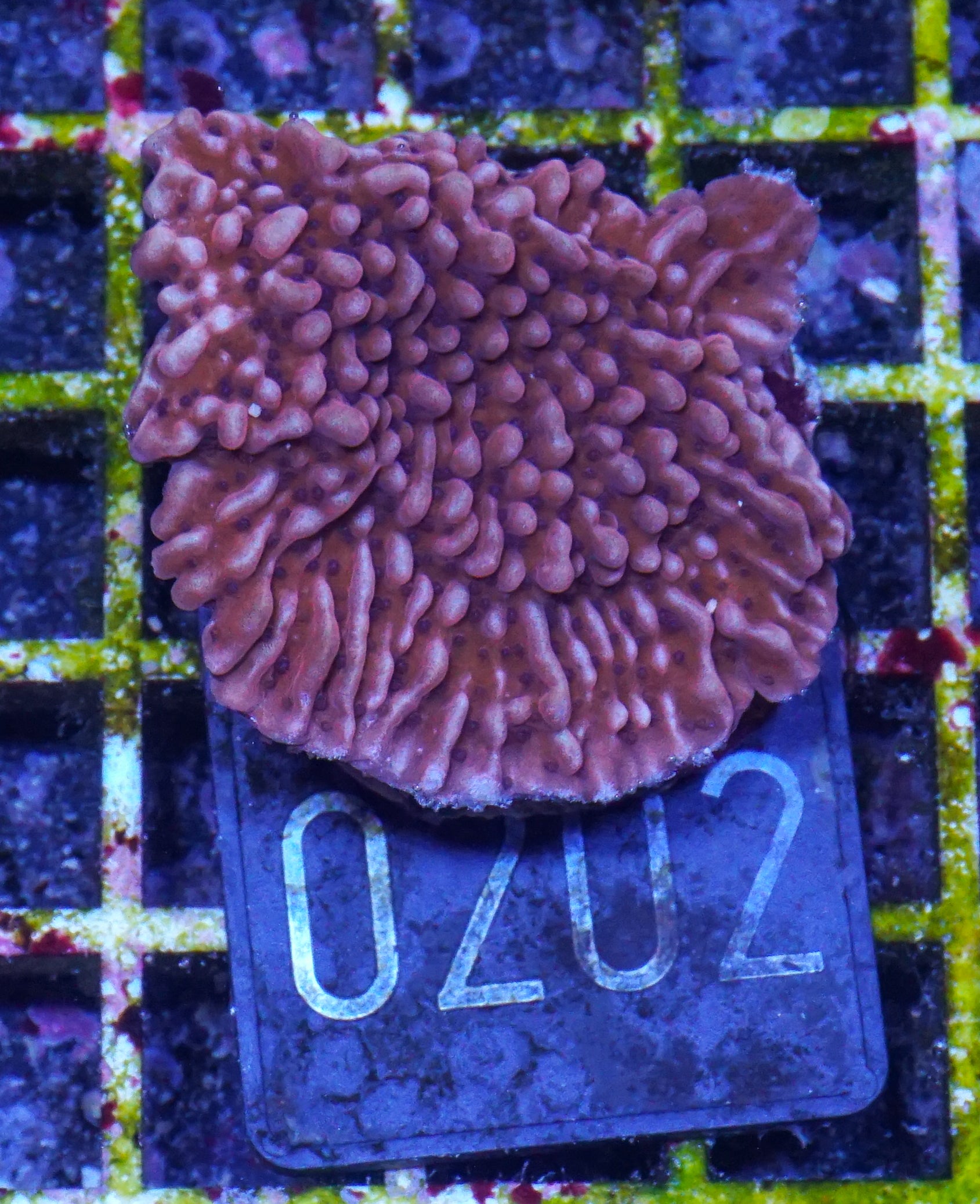 Montipora undata/danae "rot"