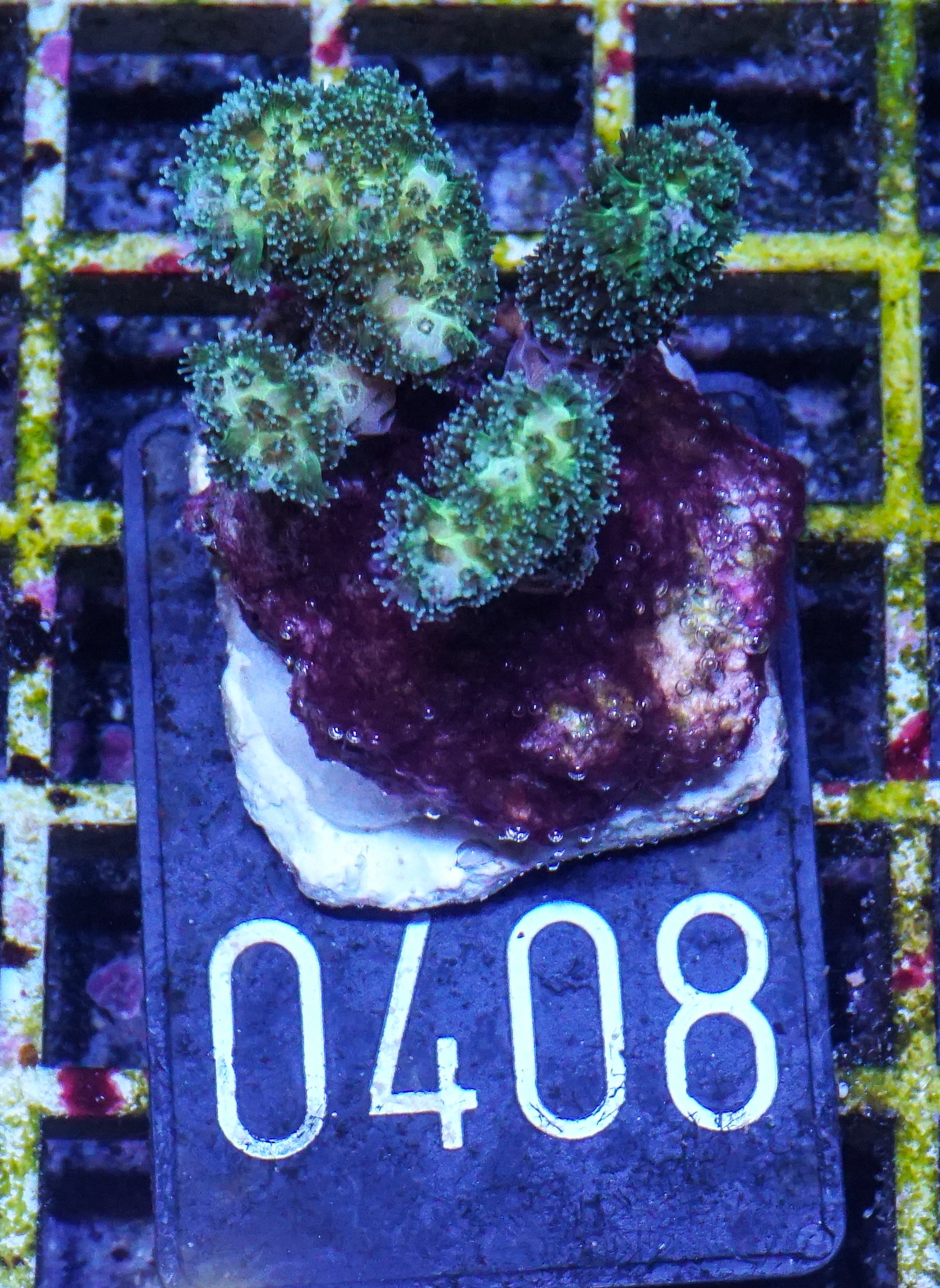 Pocillopora damicornis "gold"