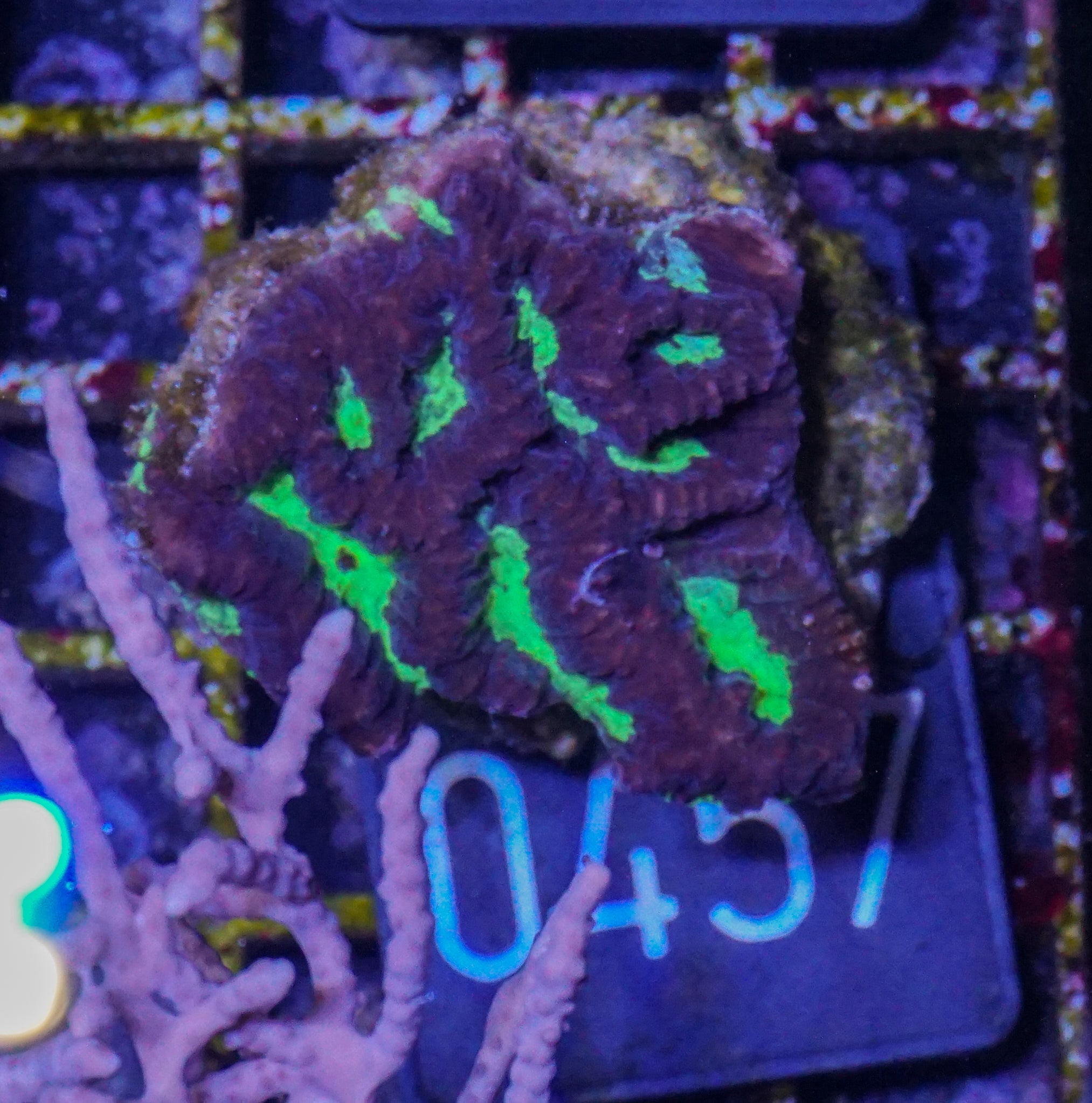 Platygyra sp.