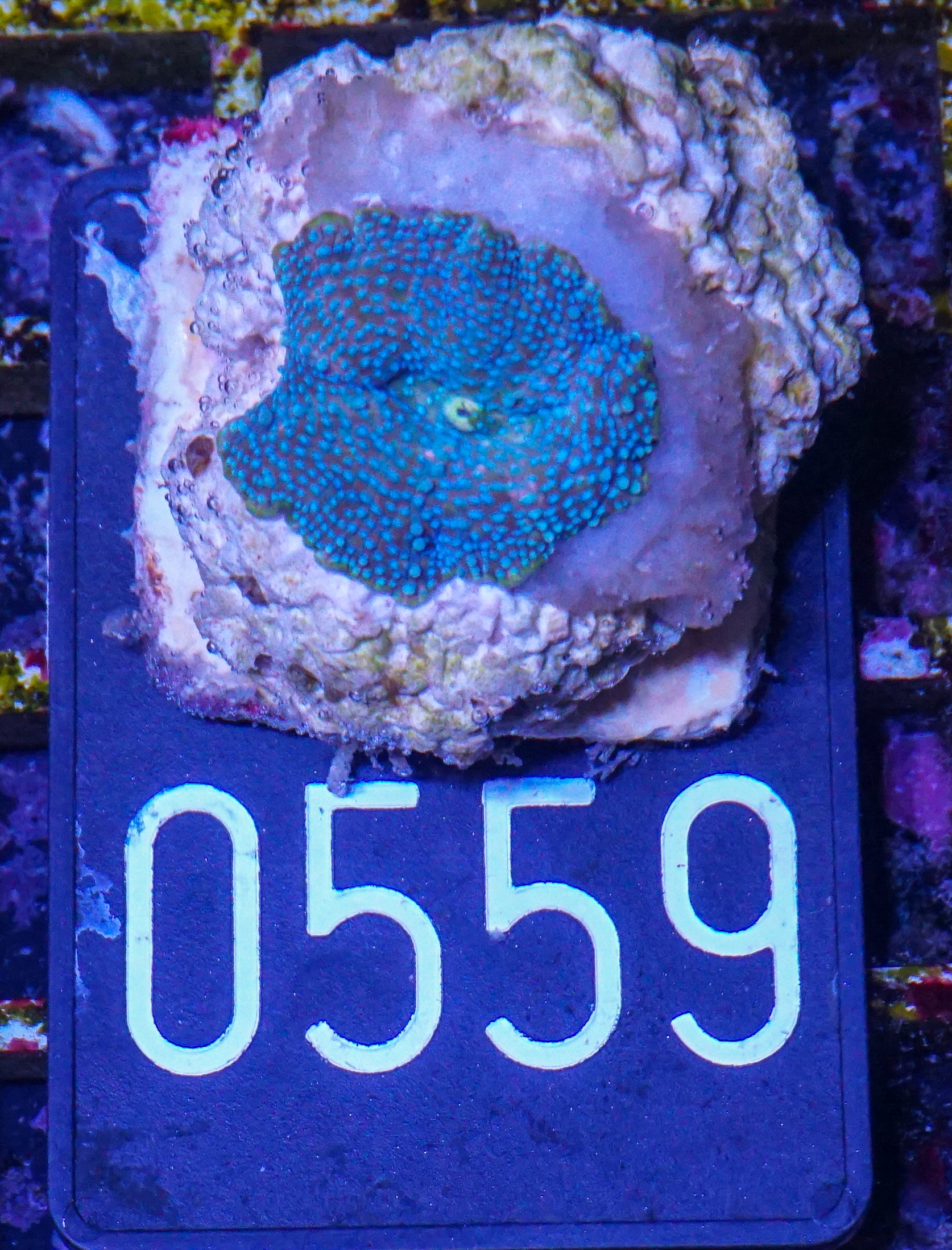 Discosoma sp.