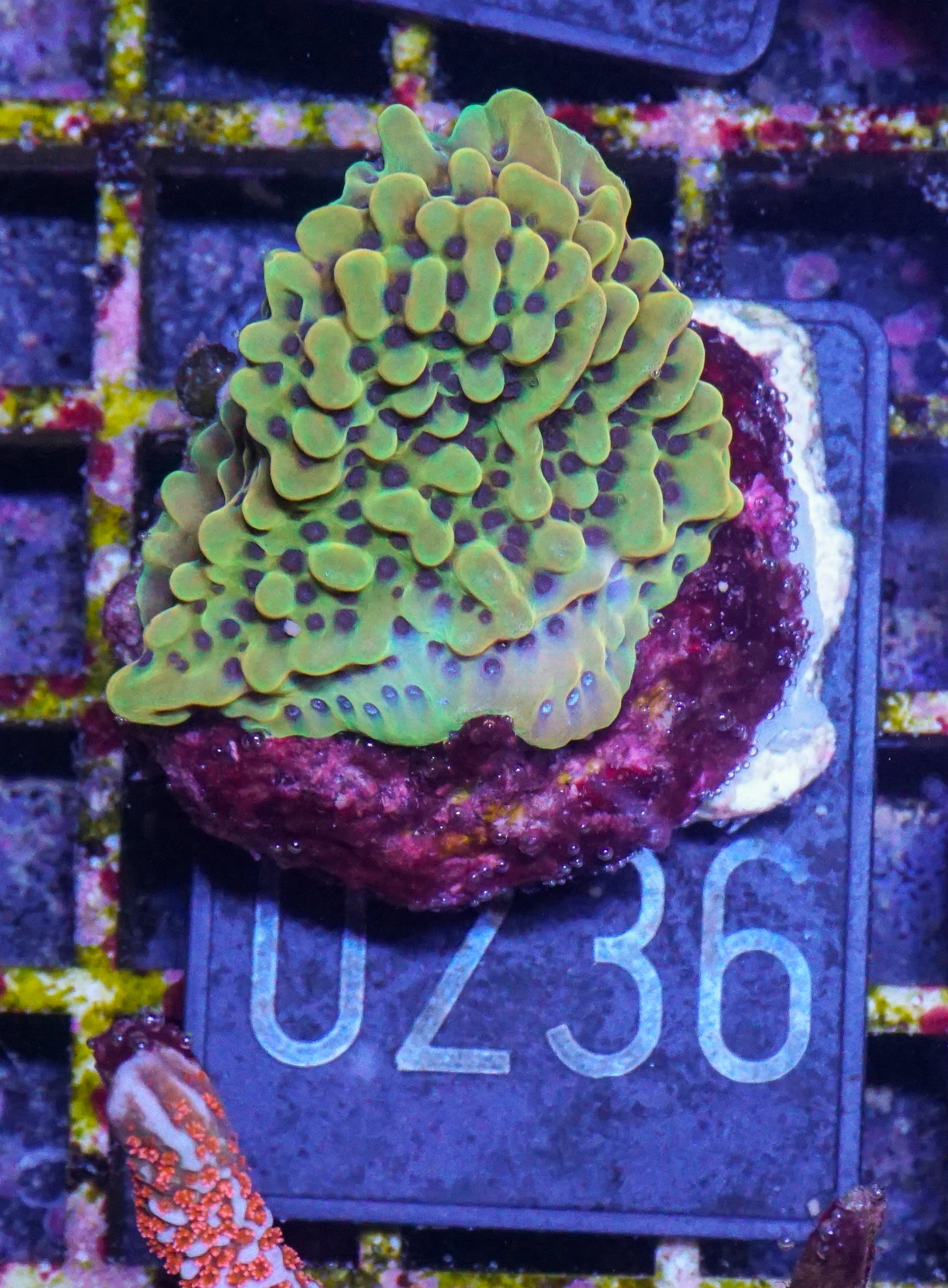 Montipora danae "flaming Joe"