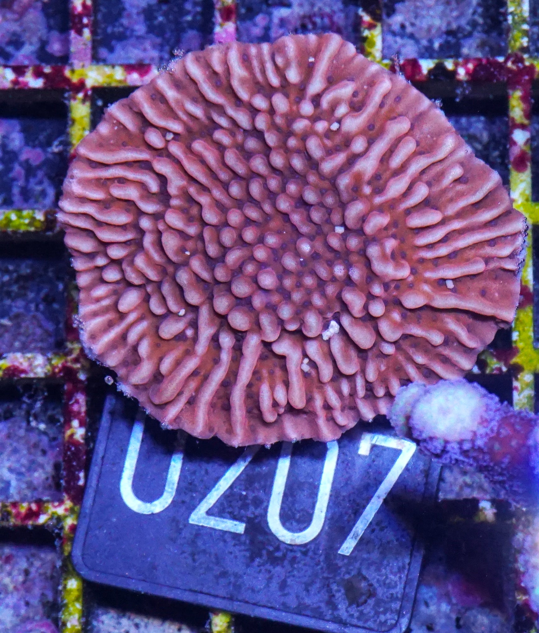 Montipora undata/danae "rot"