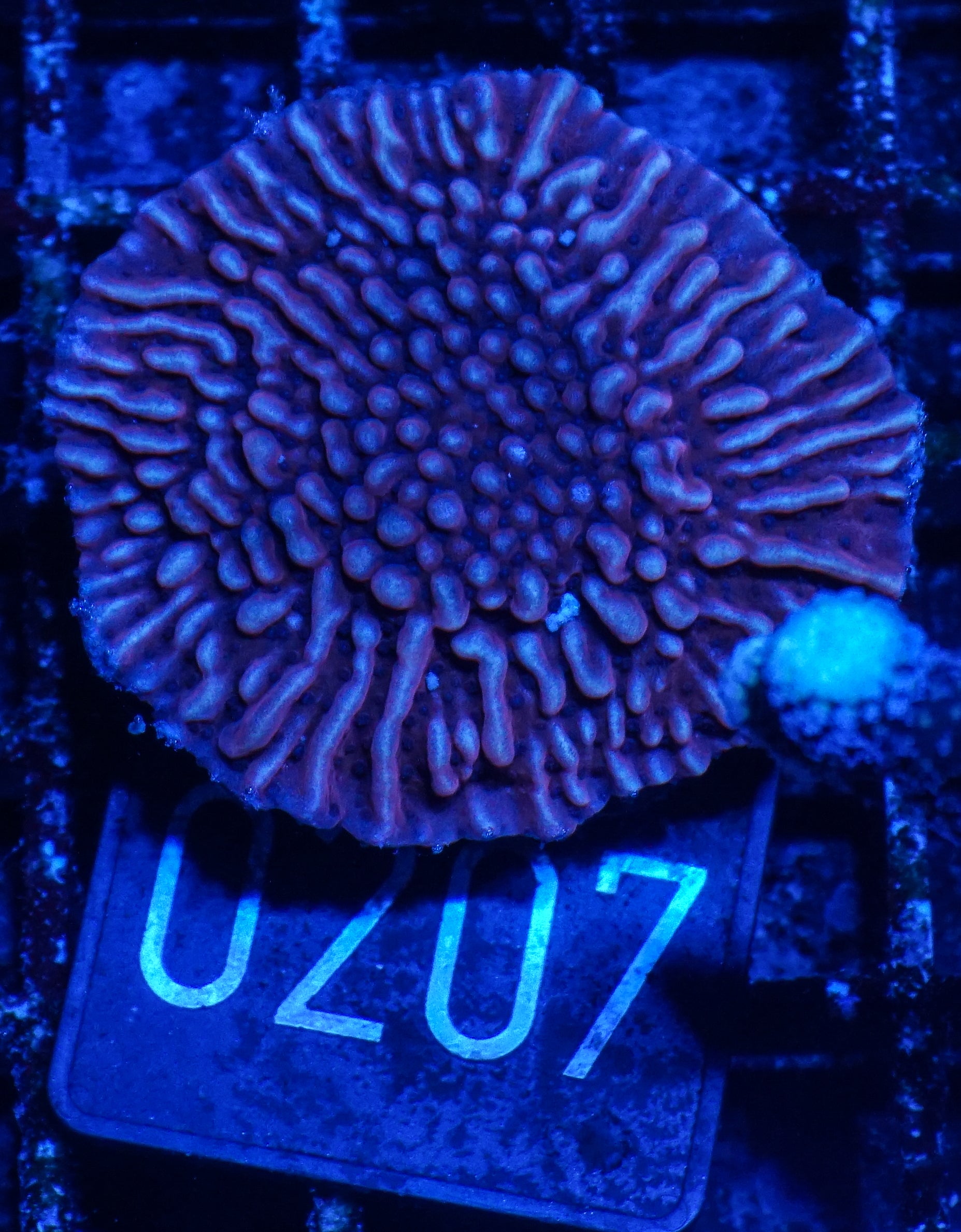 Montipora undata/danae "rot"