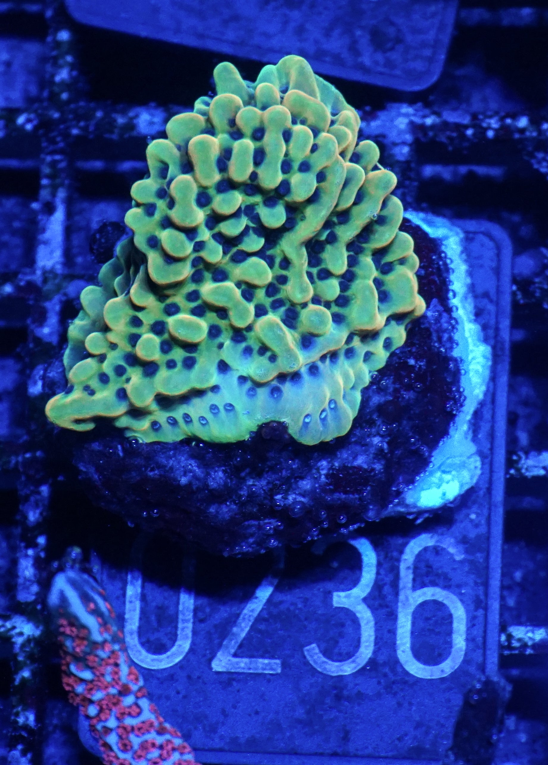 Montipora danae "flaming Joe"