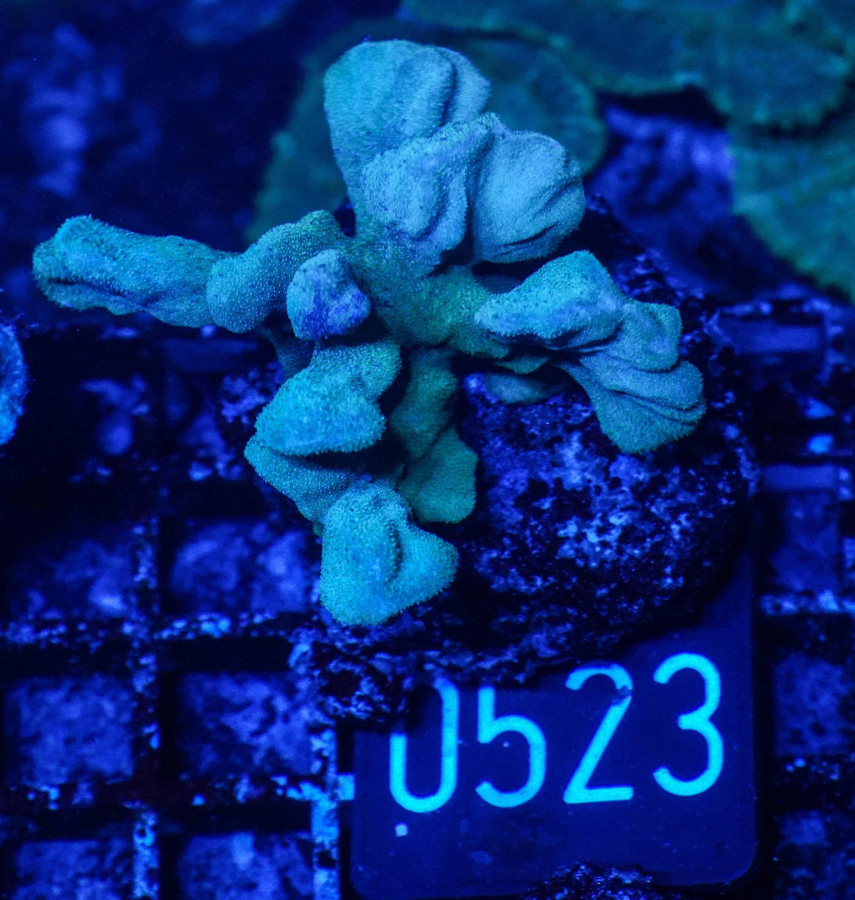 Psammocora nierstraszi