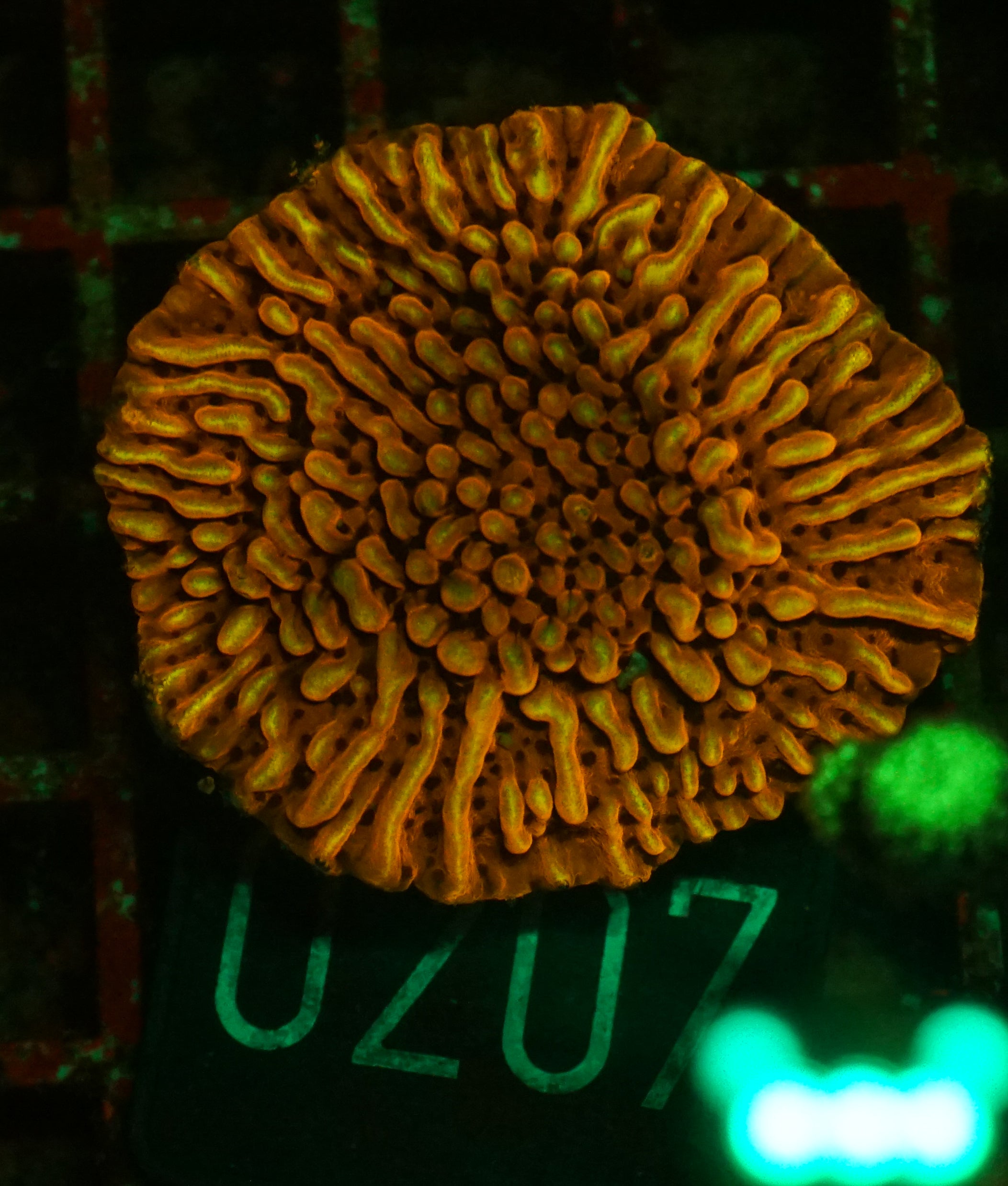 Montipora undata/danae "rot"