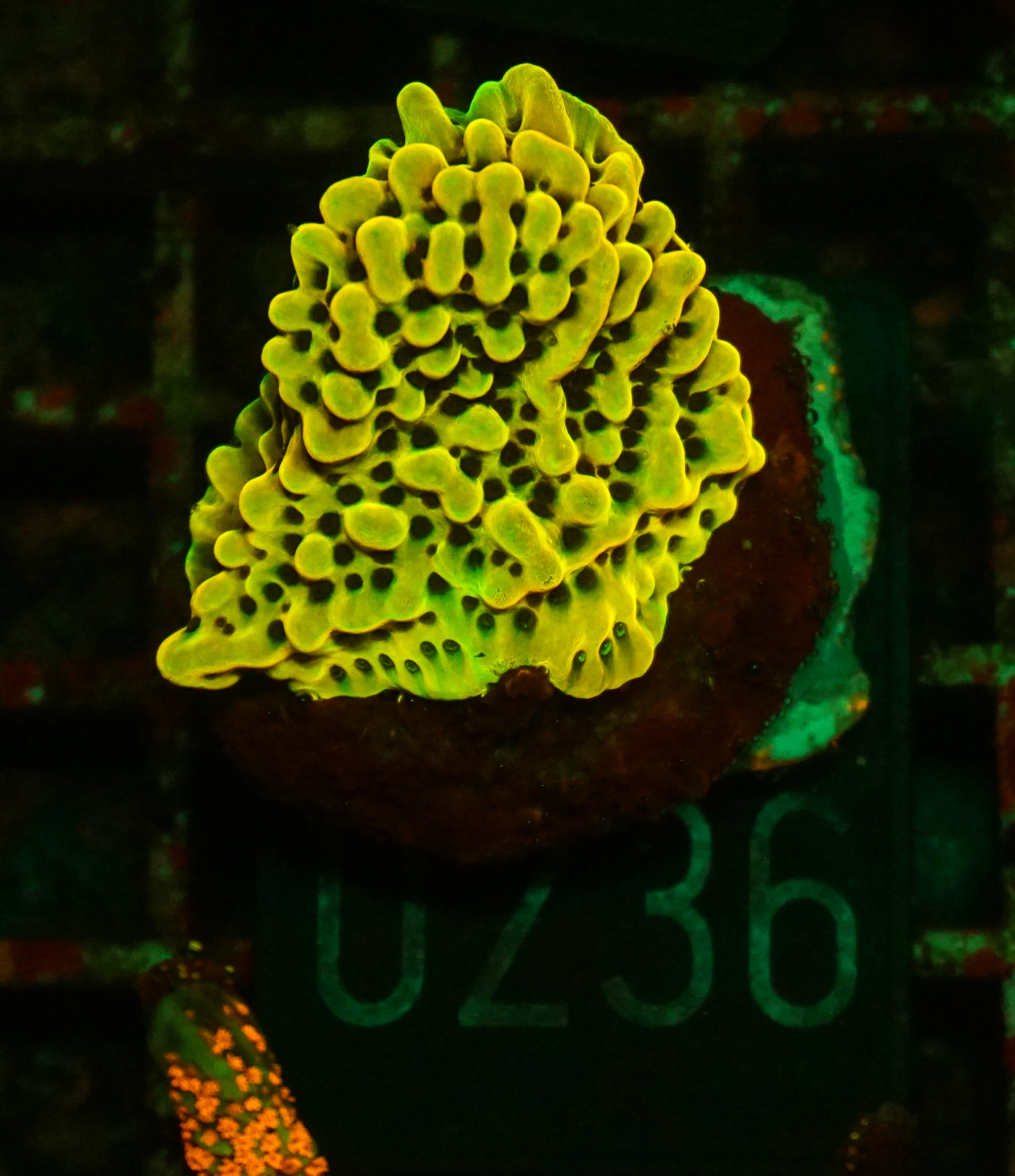 Montipora danae "flaming Joe"