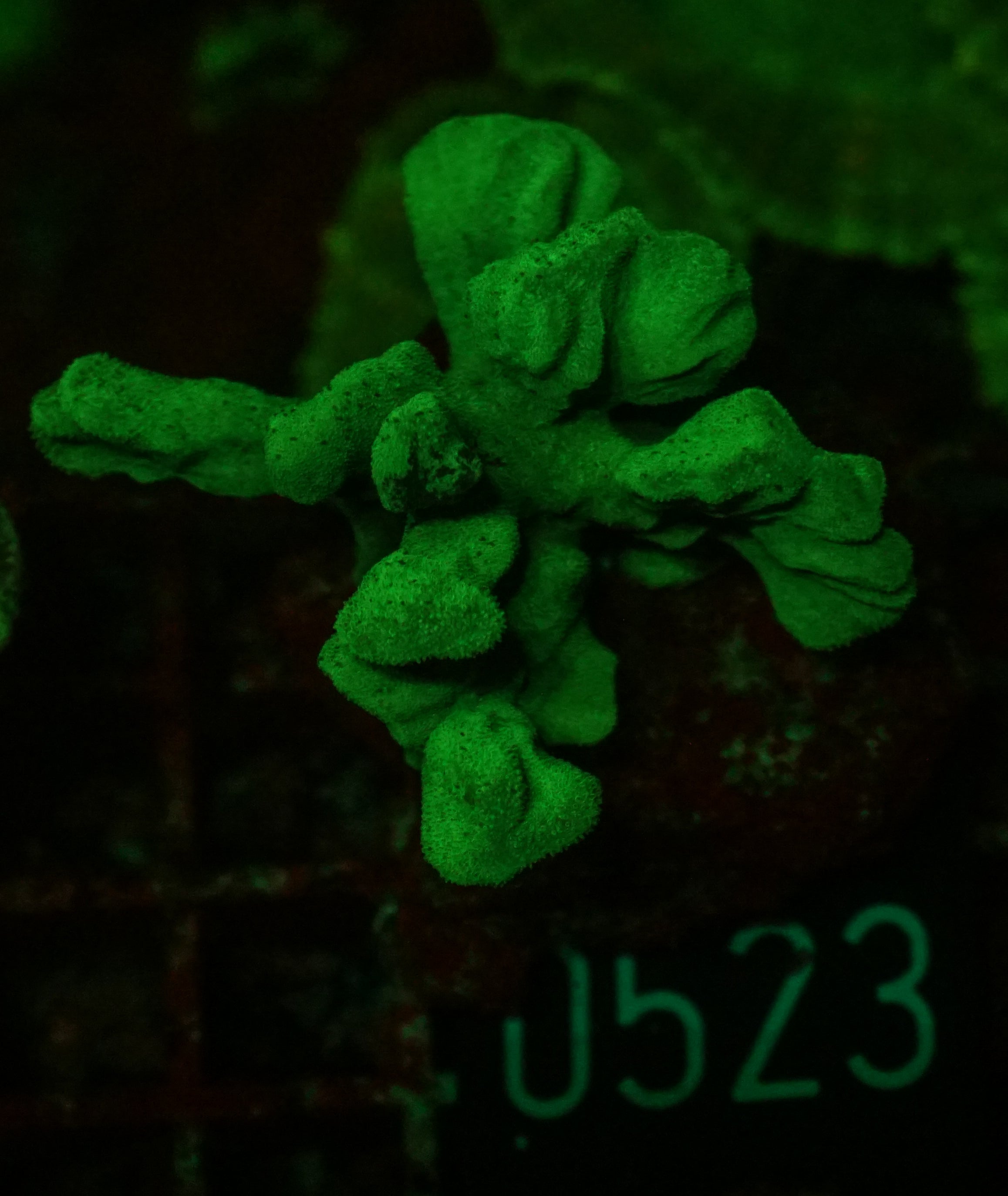 Psammocora nierstraszi