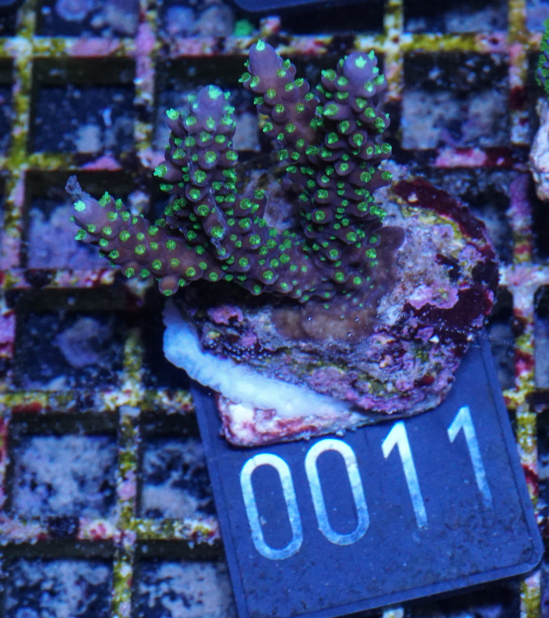 Acropora nana „tricolor“