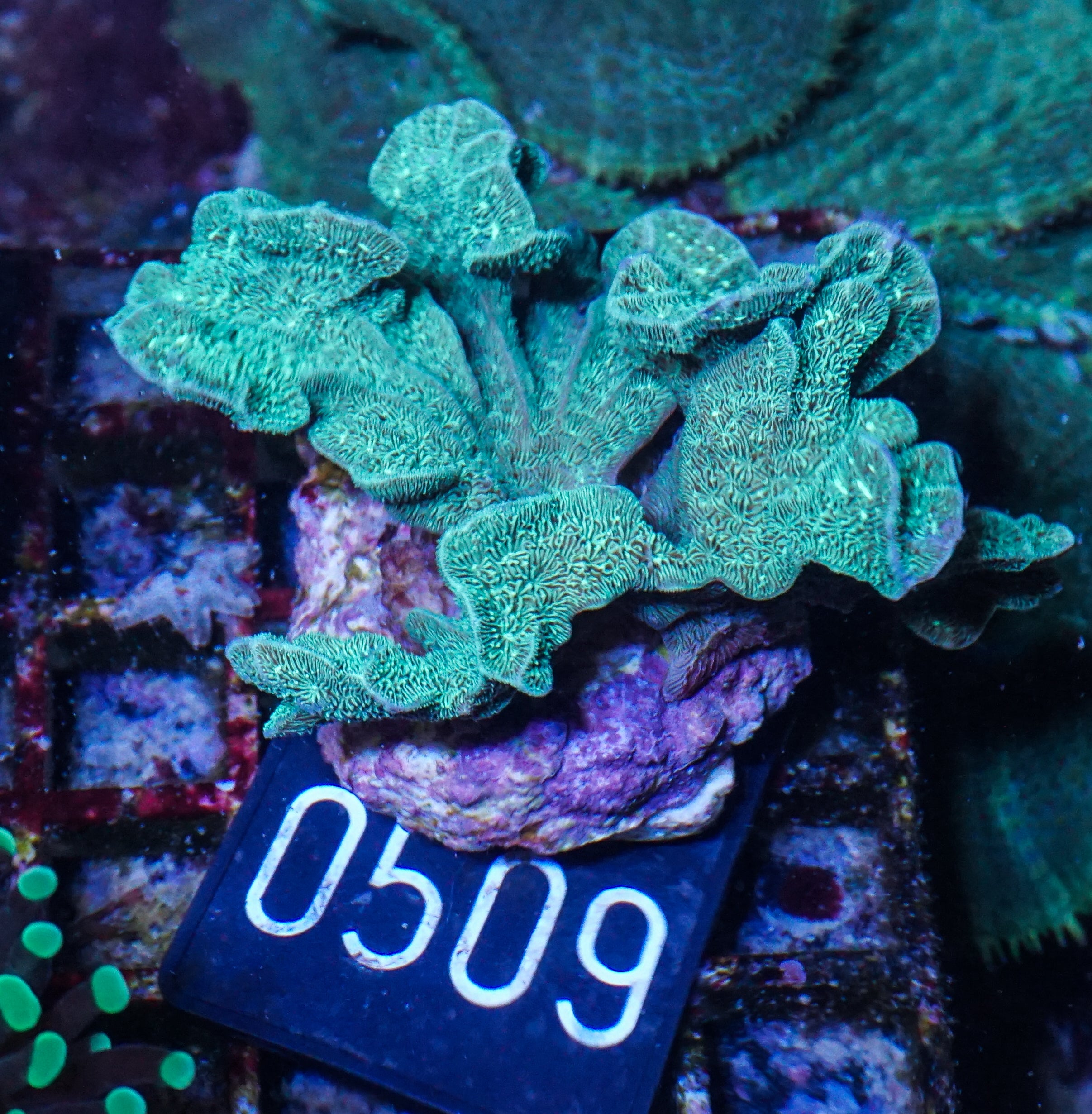 Pavona decussata