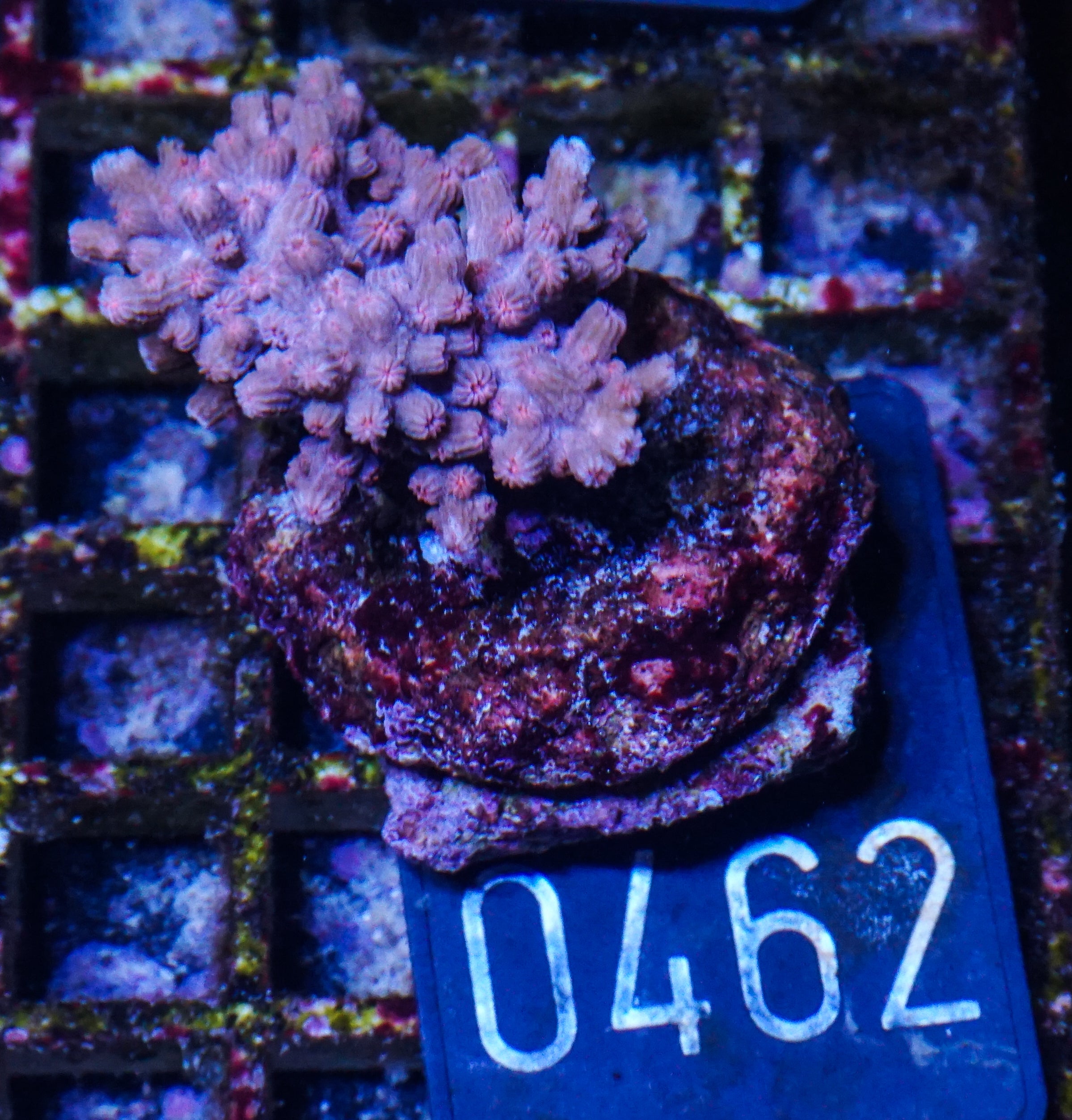 Cyphastrea decadia