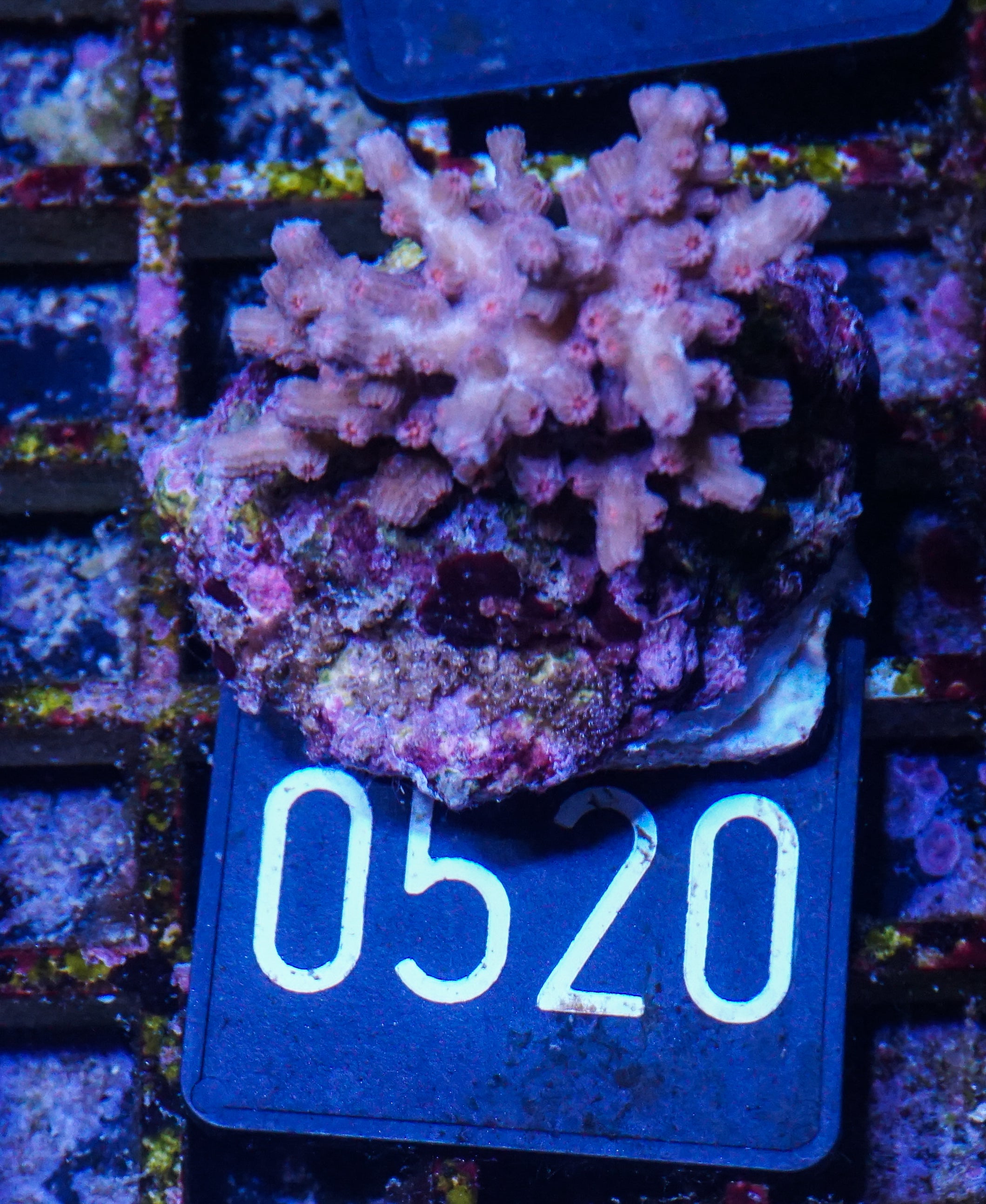 Cyphastrea decadia