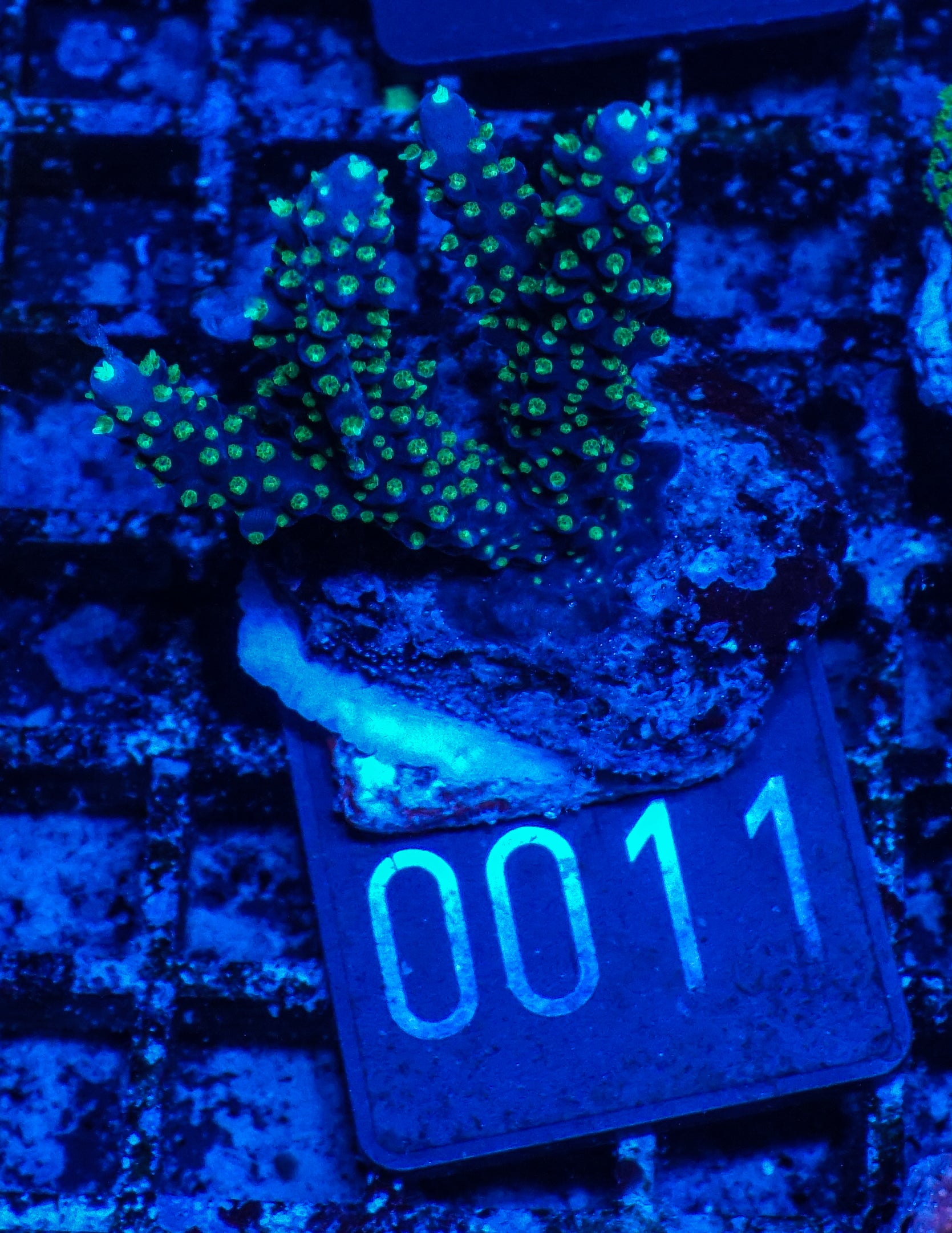 Acropora nana „tricolor“