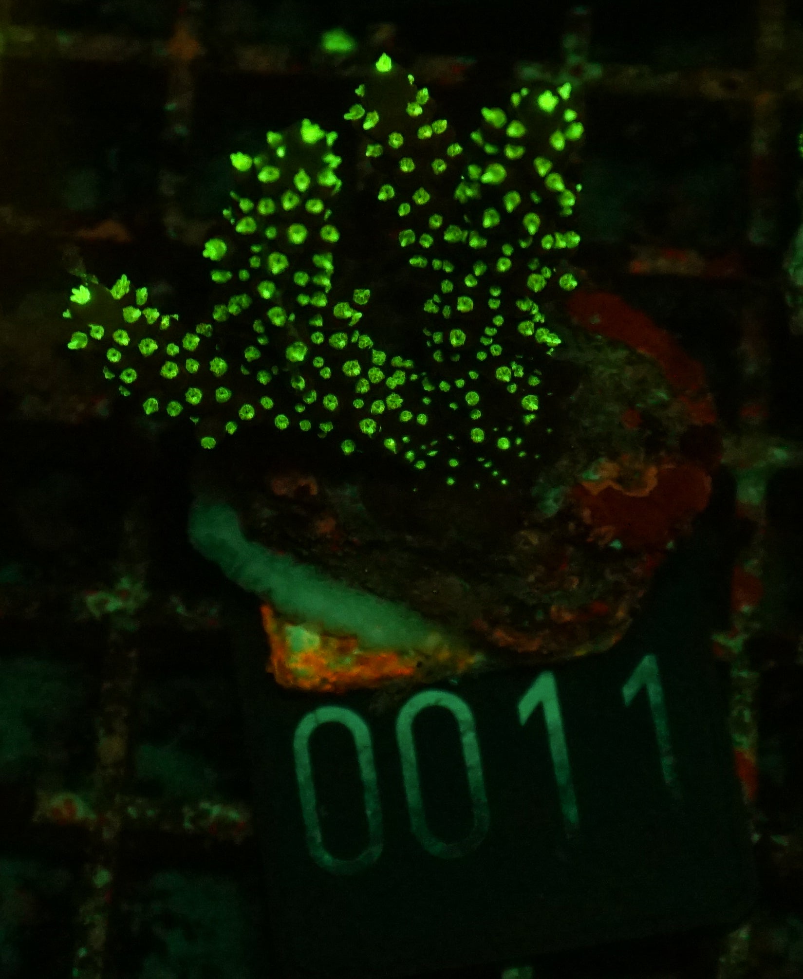 Acropora nana „tricolor“