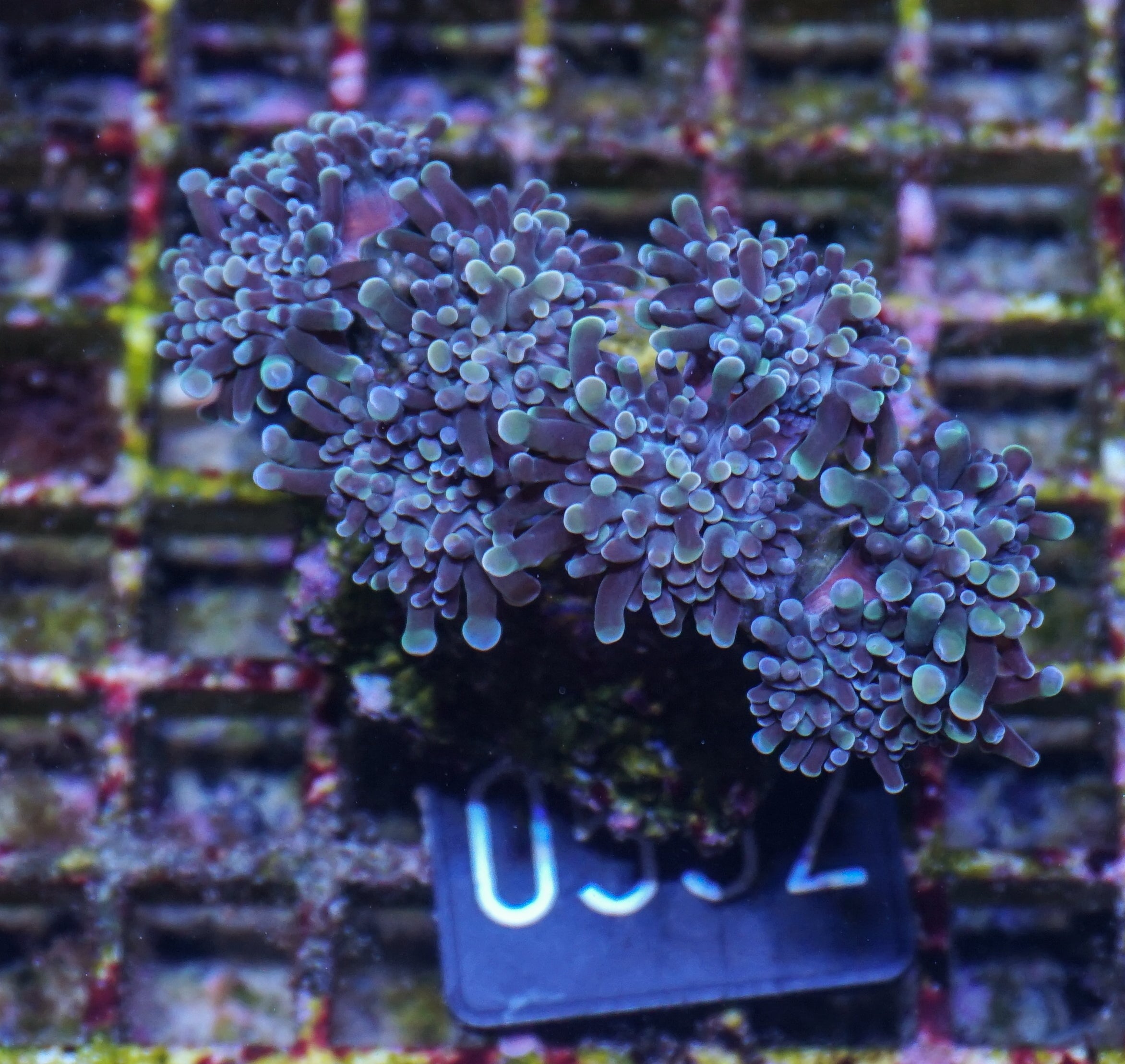 Euphyllia/Fimbriaphyllia paraancora "golden nugget" indo