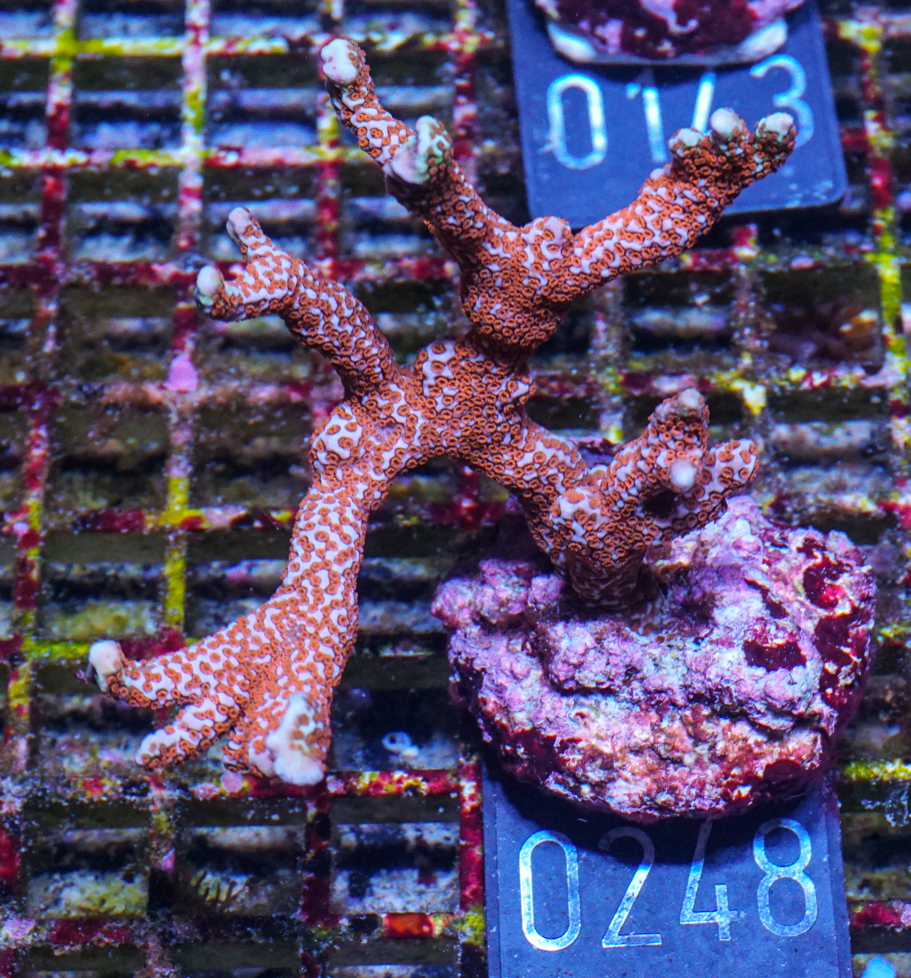 Montipora samarensis "bubble gum"