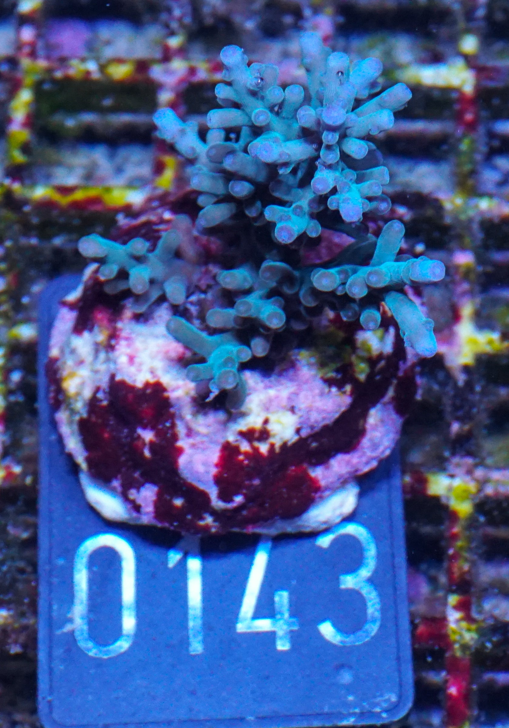 Acropora echinata