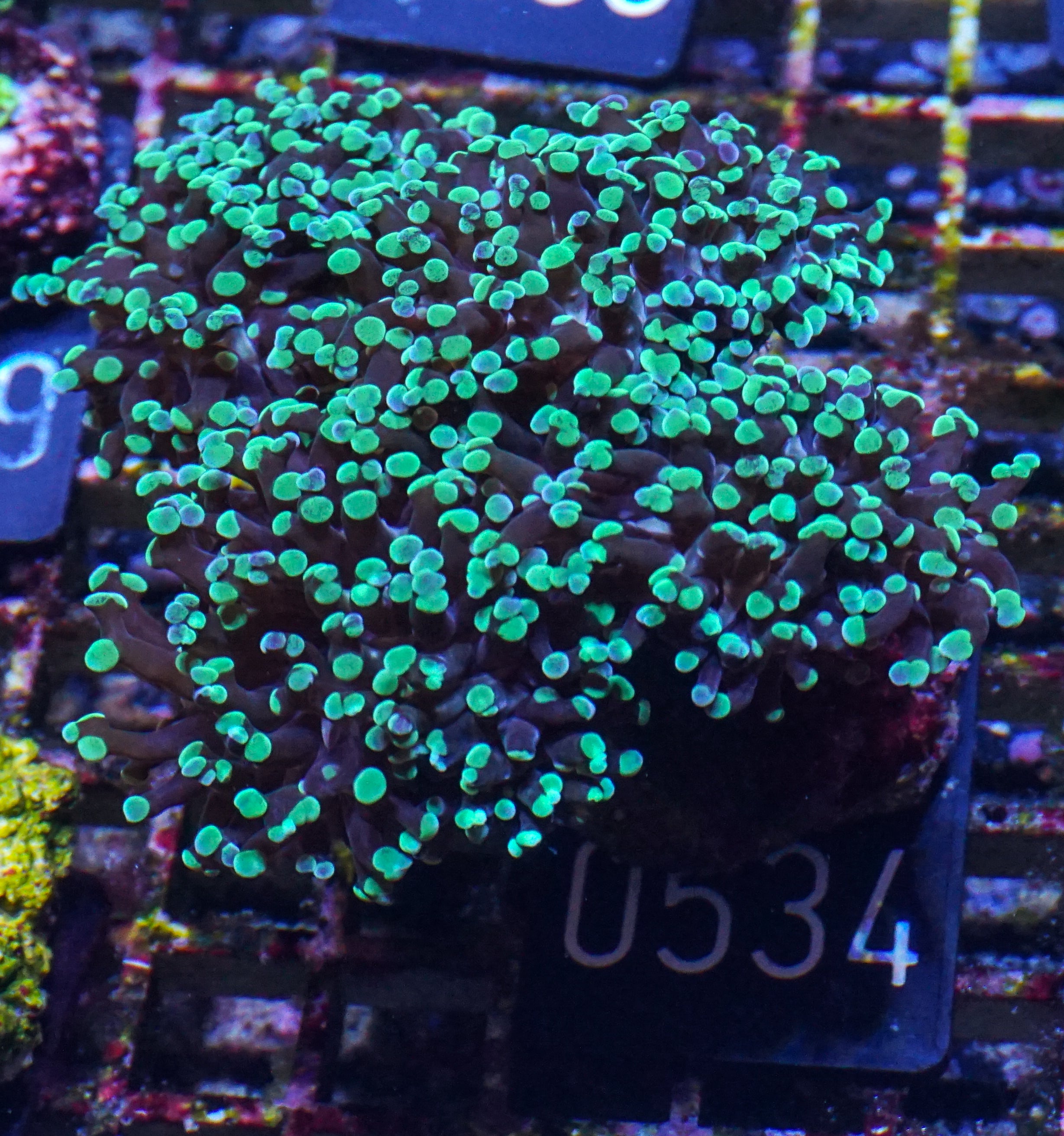 Euphyllia/Fimbriaphyllia paraancora