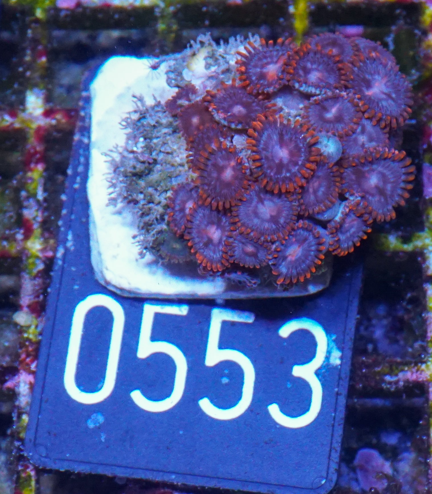 Zoanthus sp.
