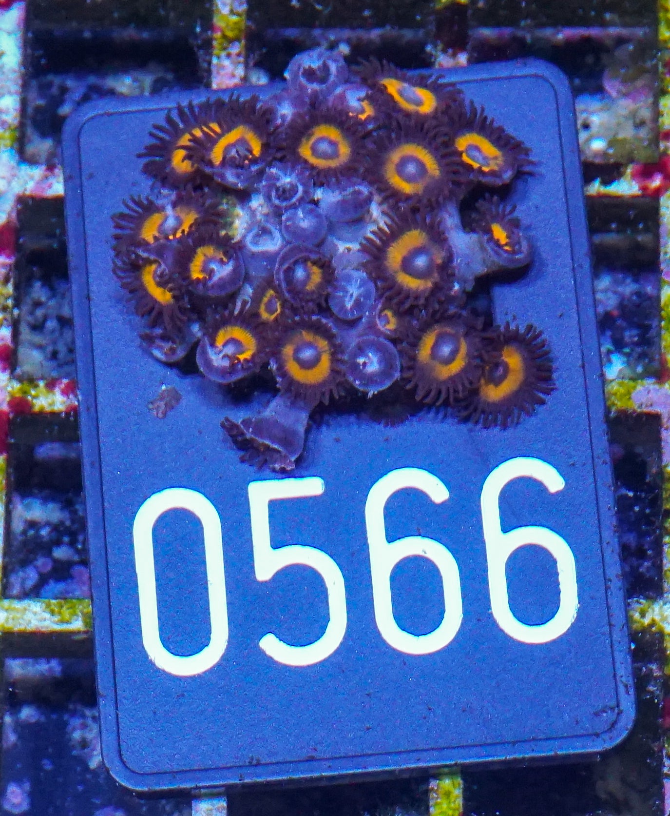 Zoanthus sp.