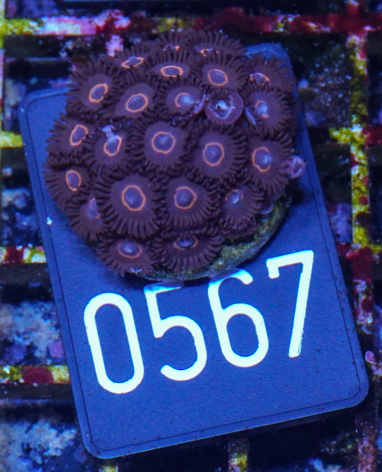 Zoanthus sp.