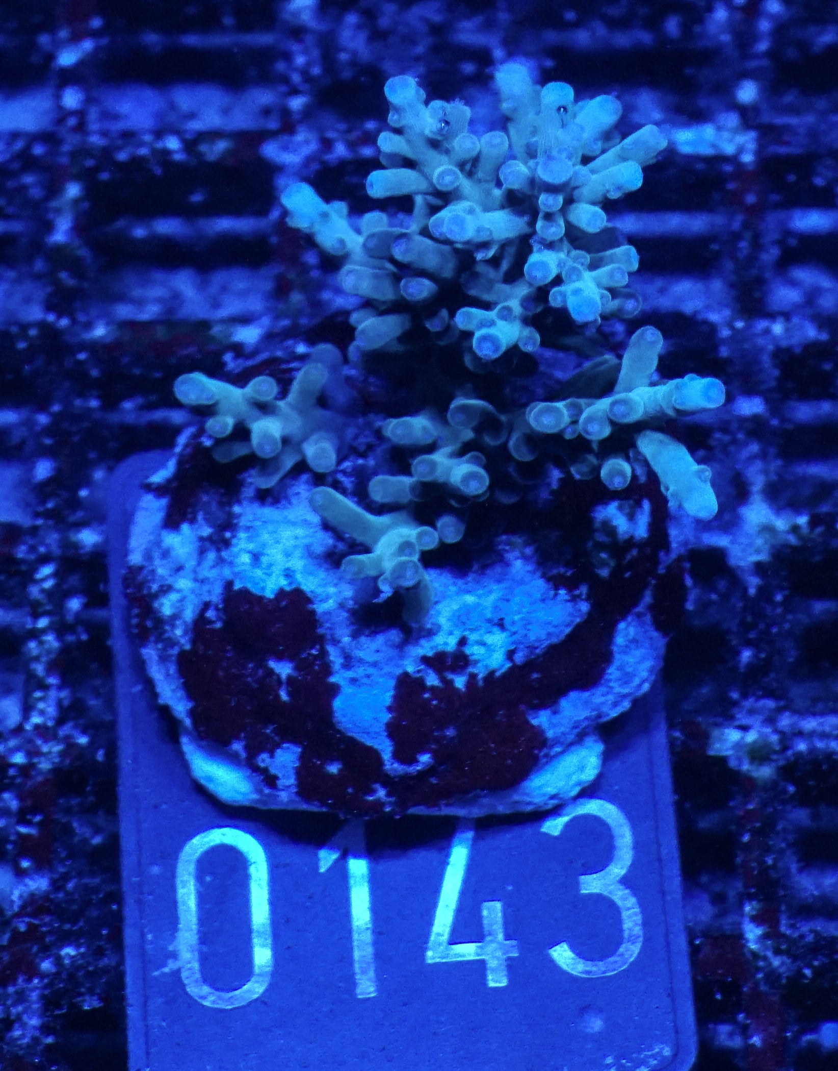 Acropora echinata
