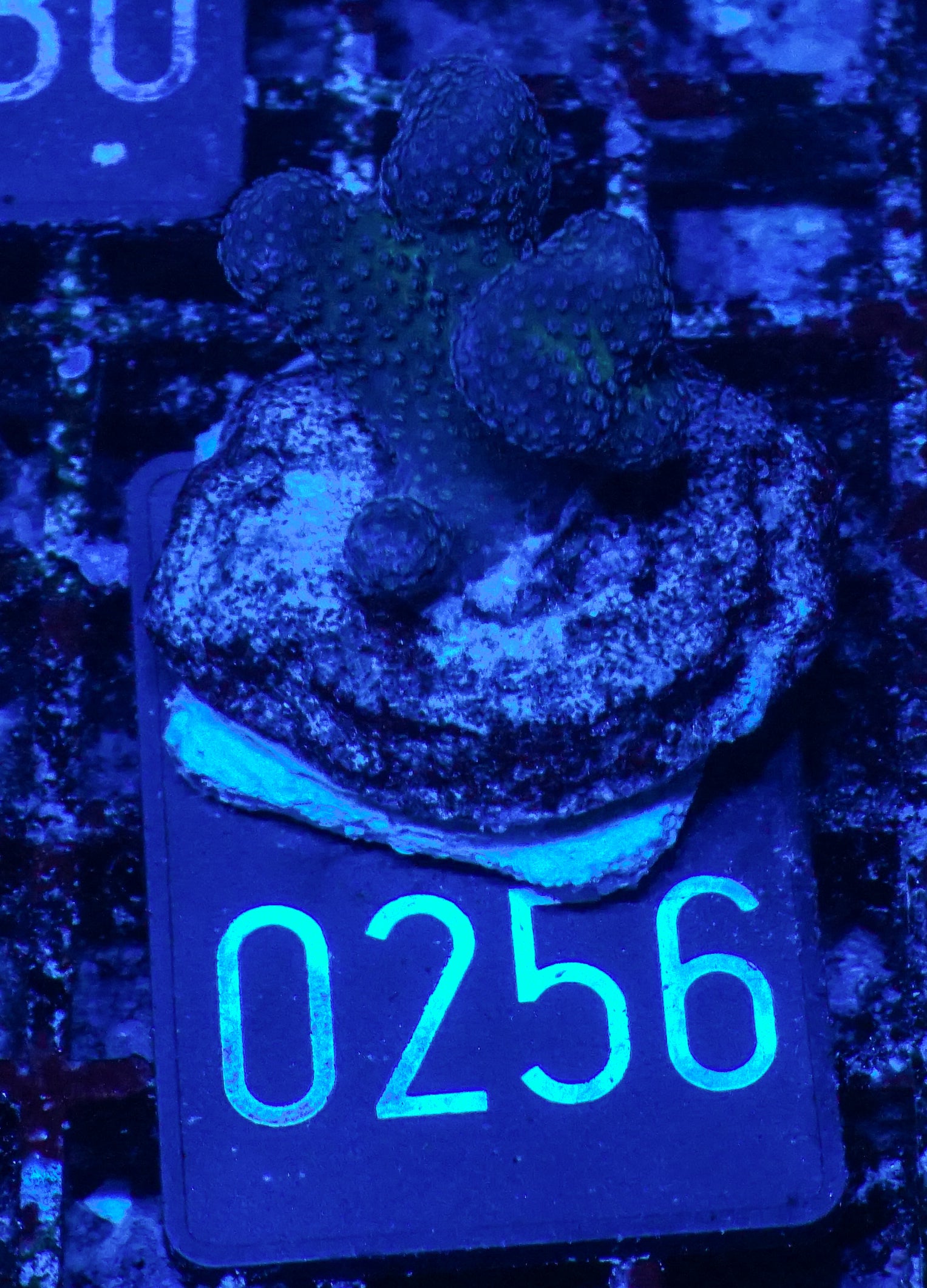 Stylophora pistillata "pink"