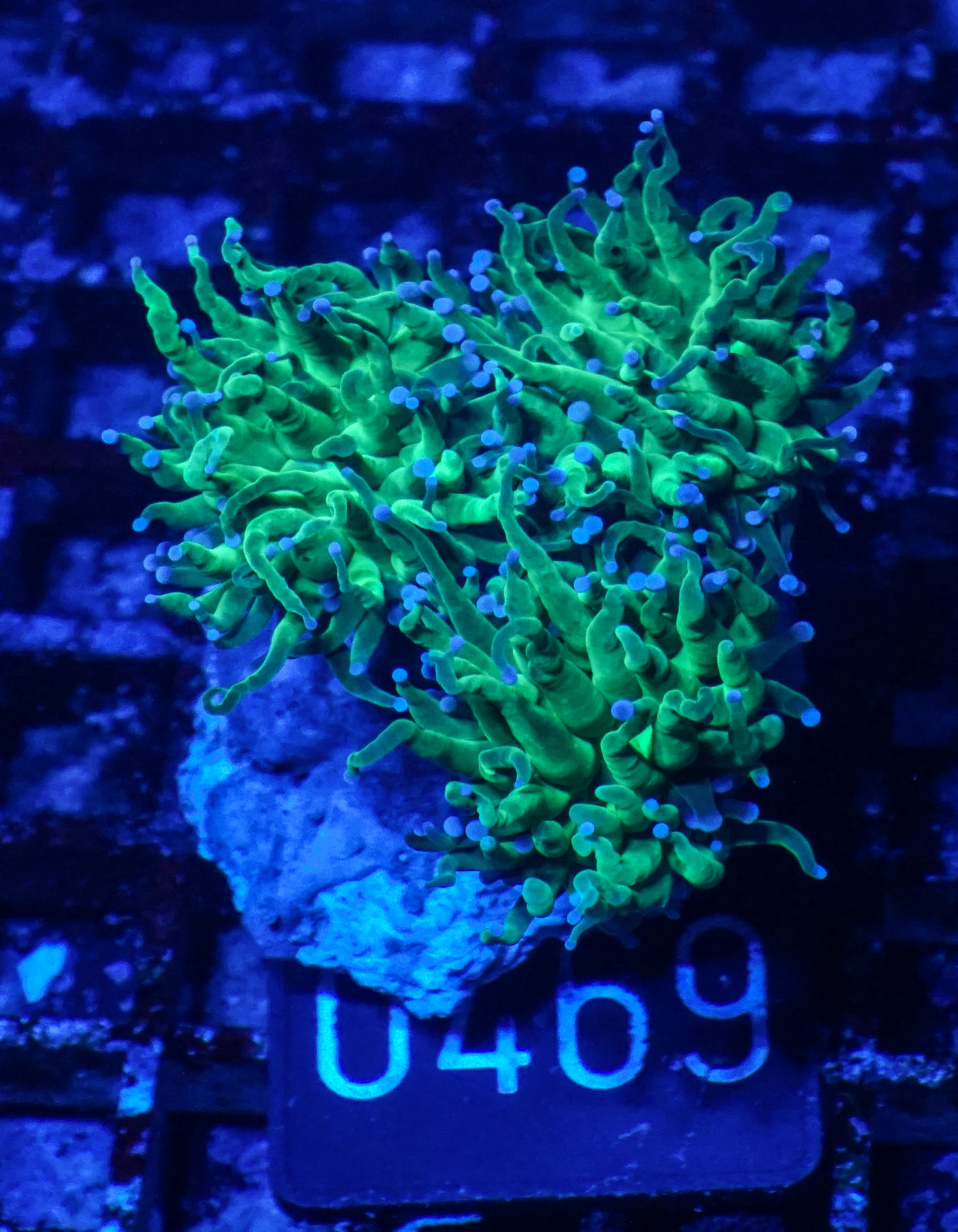 Euphyllia glabrescens "toxic green"