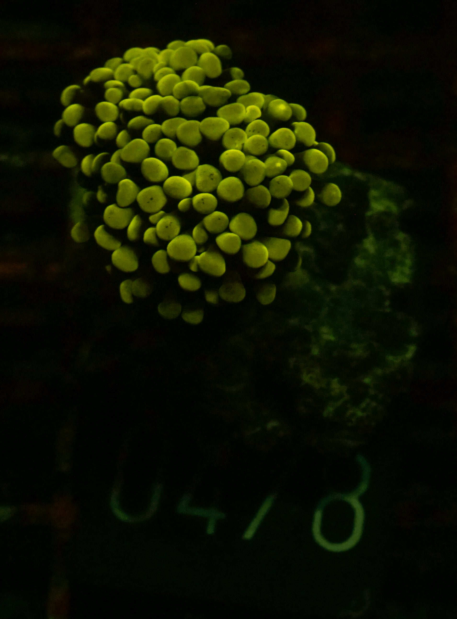 Euphyllia/Fimbriaphyllia paraancora "golden nugget"